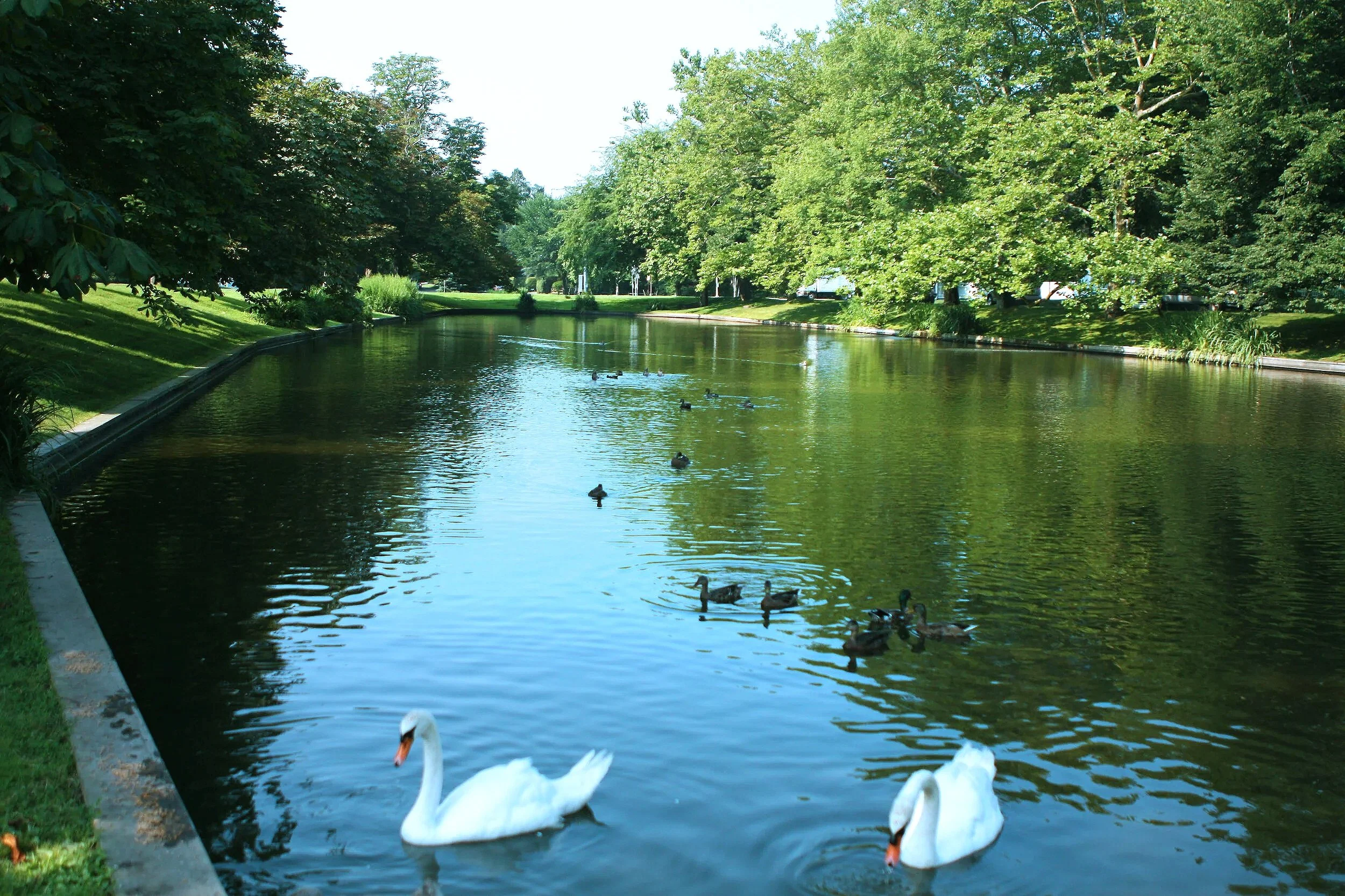 A peaceful park scene with a canal, green trees on both sides, and ducks swimming in the water.