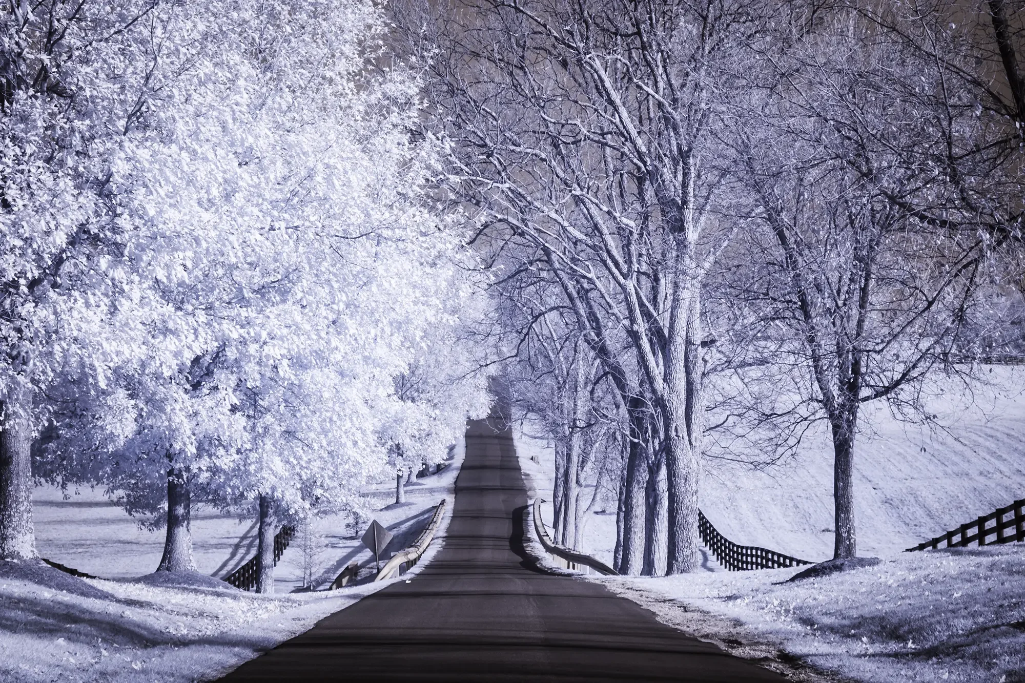 Bluegrass Passage Infrared Print | Kentucky Horse Farm Autumn Landscape Limited Edition