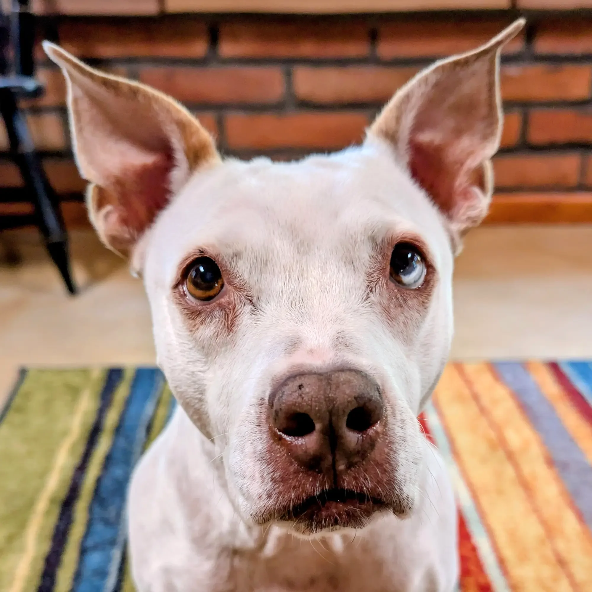A white dog with brown ears looking slightly away from the camera.