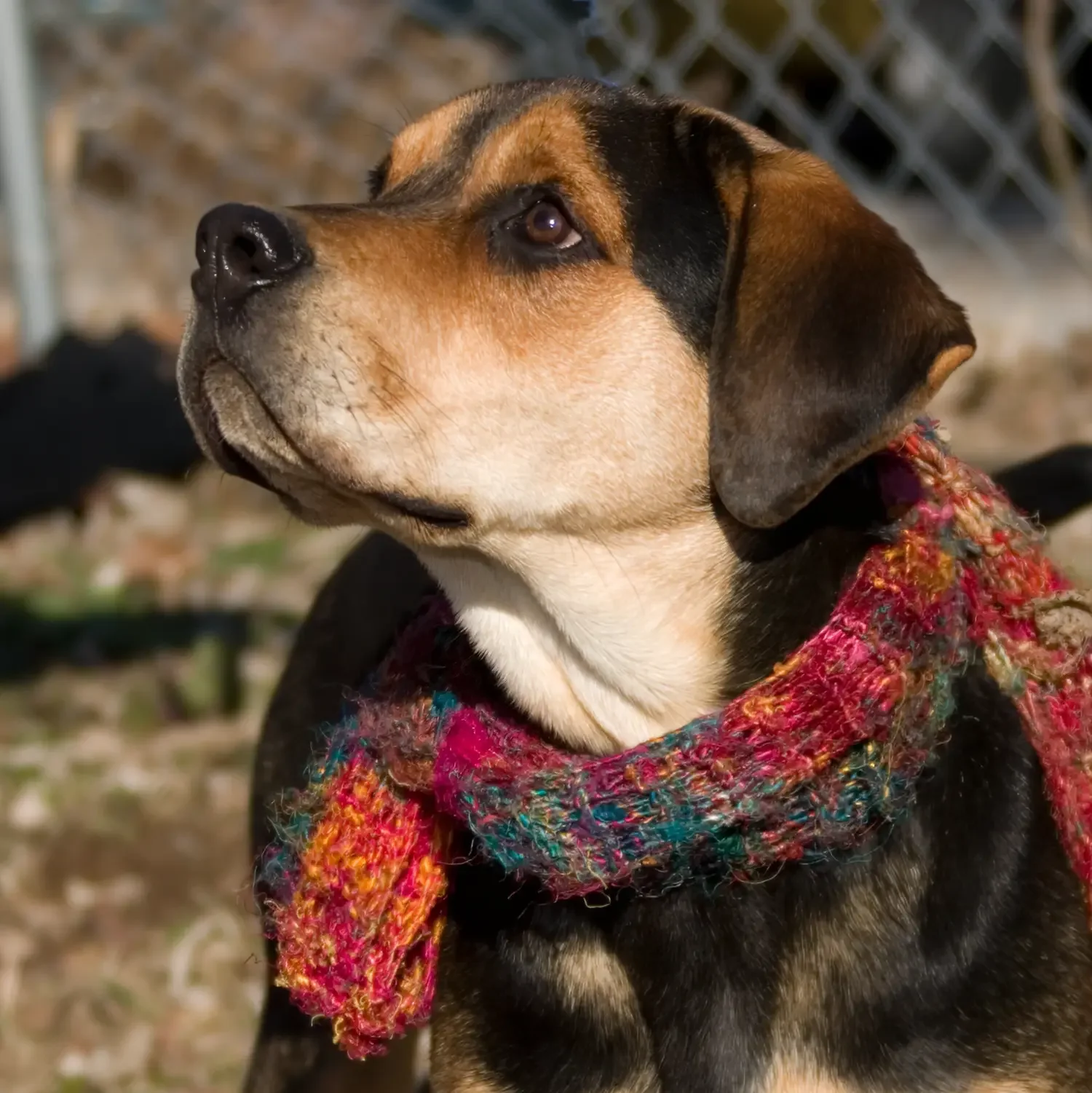 Side profile of a dog wearing a colorful scarf