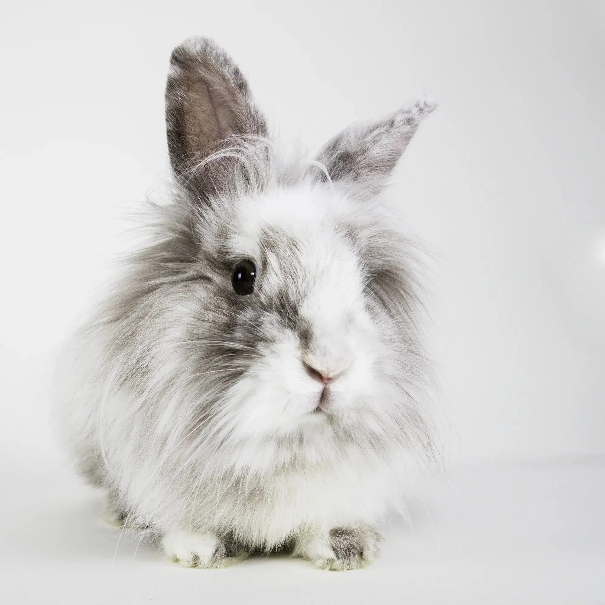 long-hair-rabbit-pet-portrait.webp