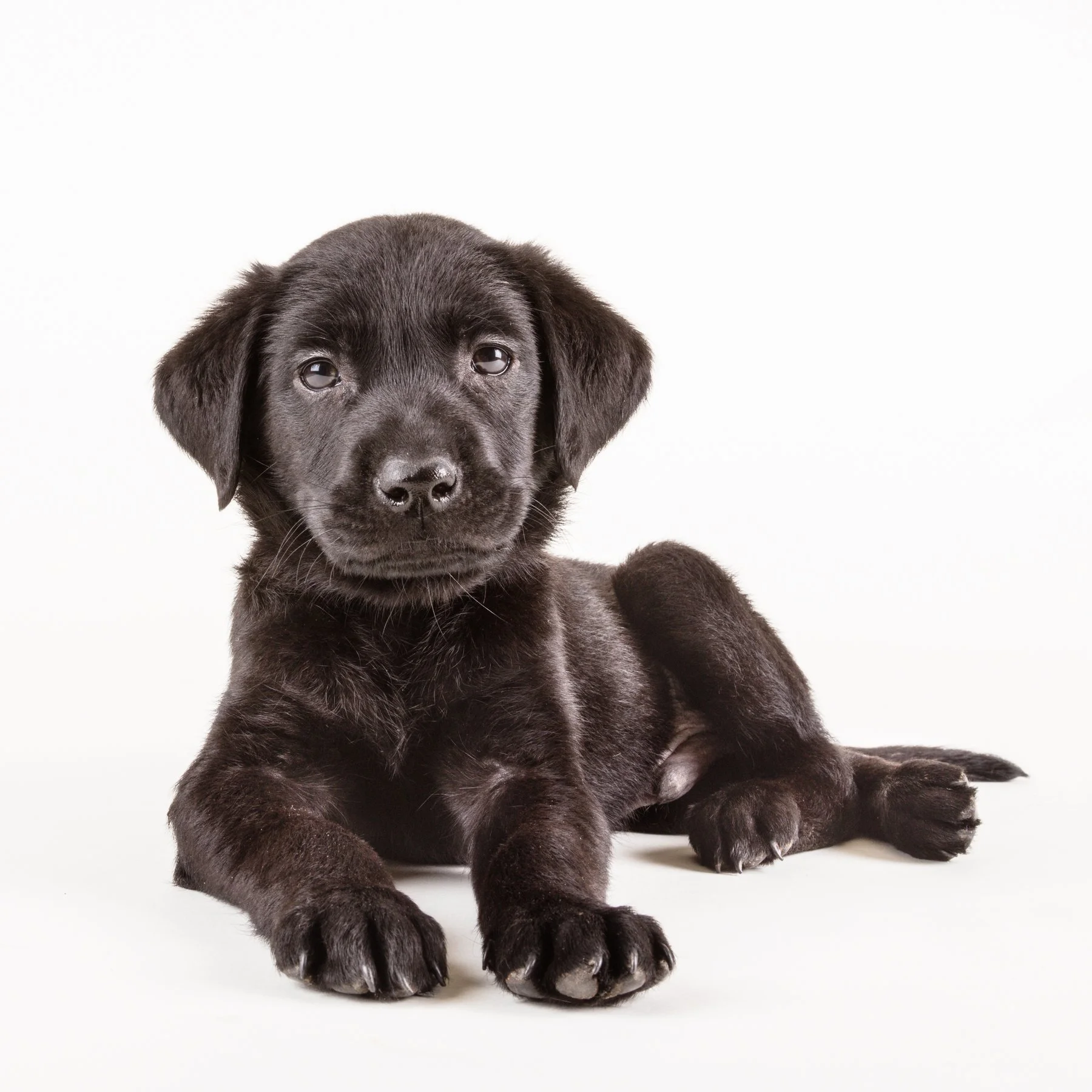 black-lab-puppy-in-studio.jpg