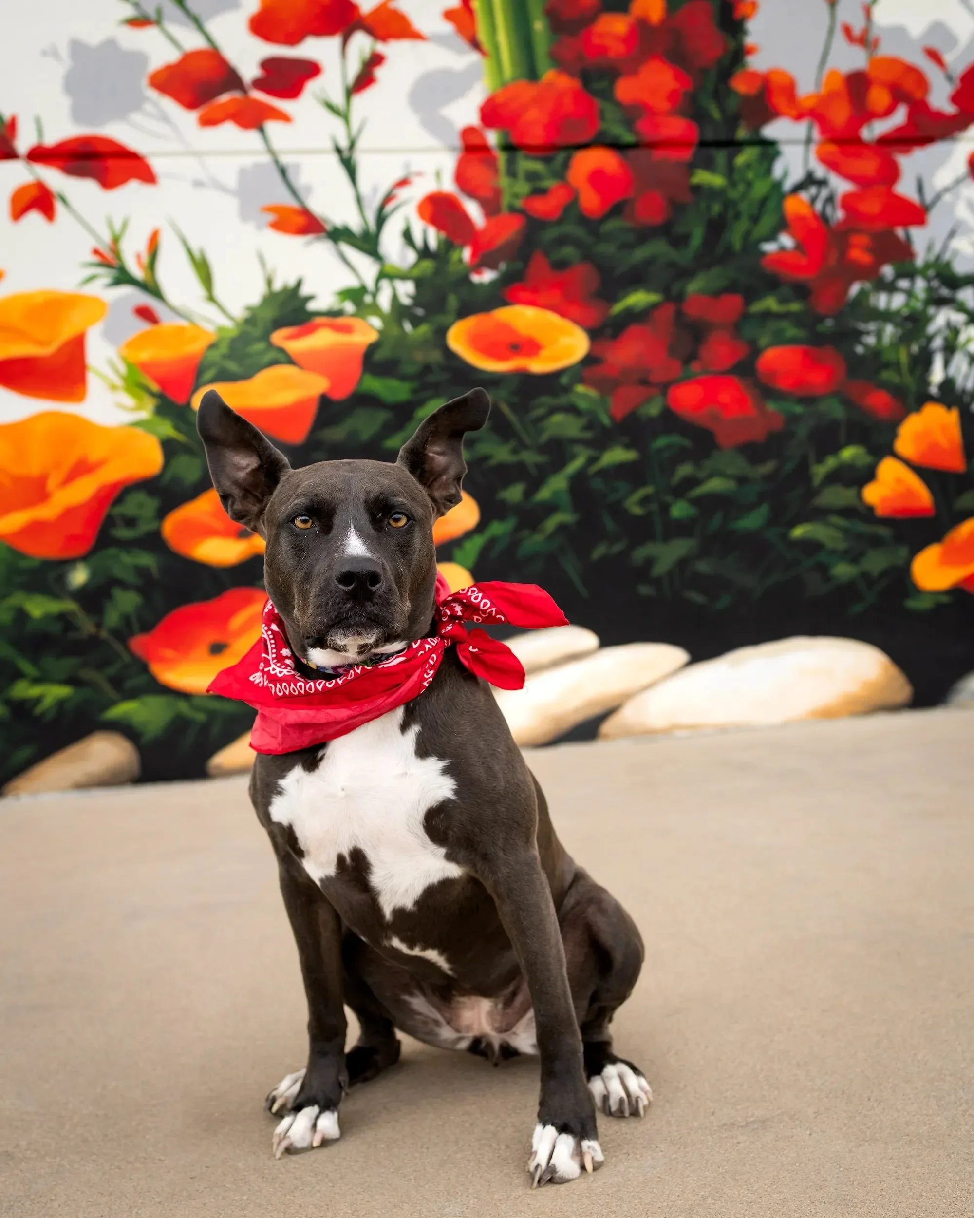 dog-sitting-in-front-of-flower-mural.webp