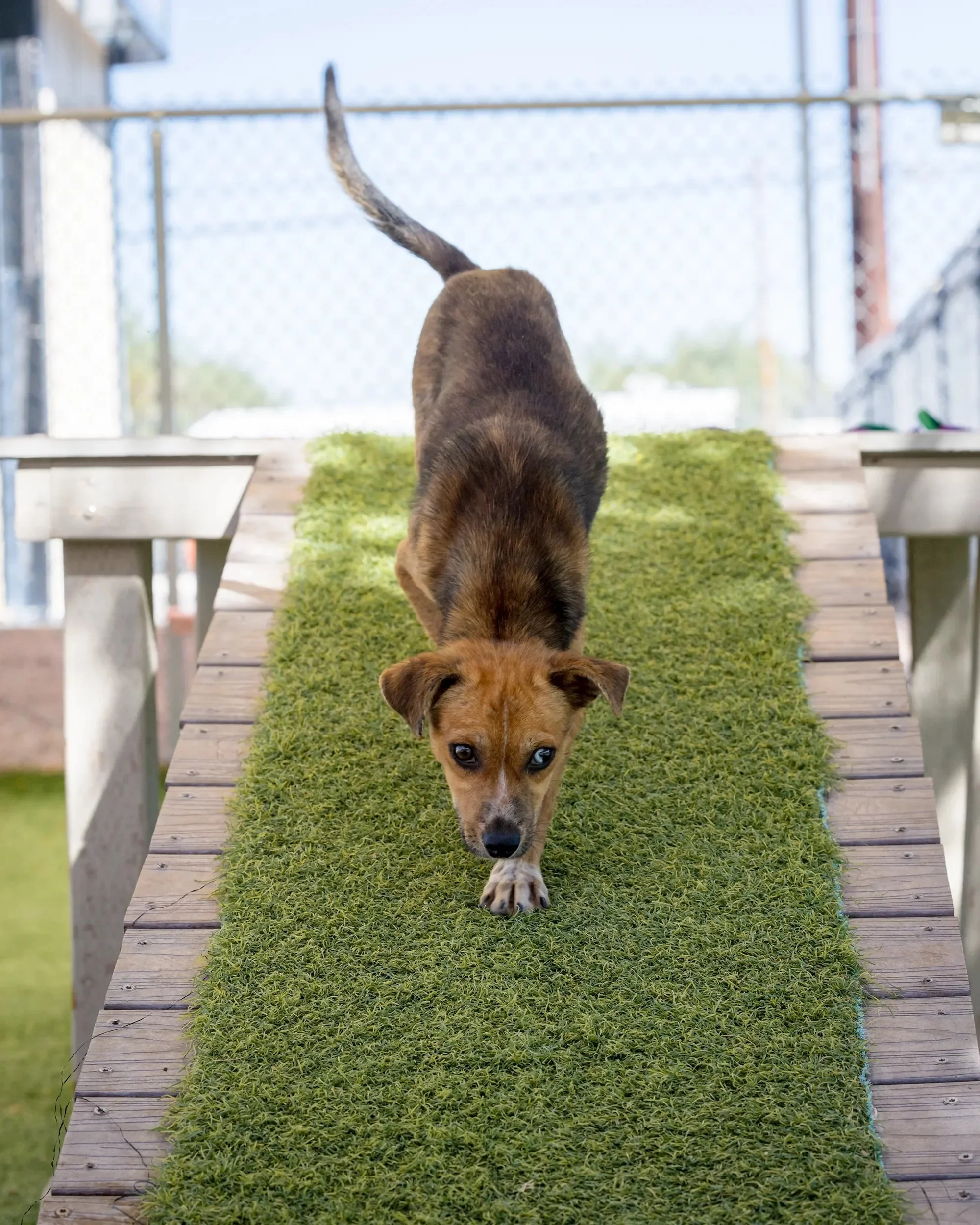 puppy-coming-down-play-yard-ramp.webp