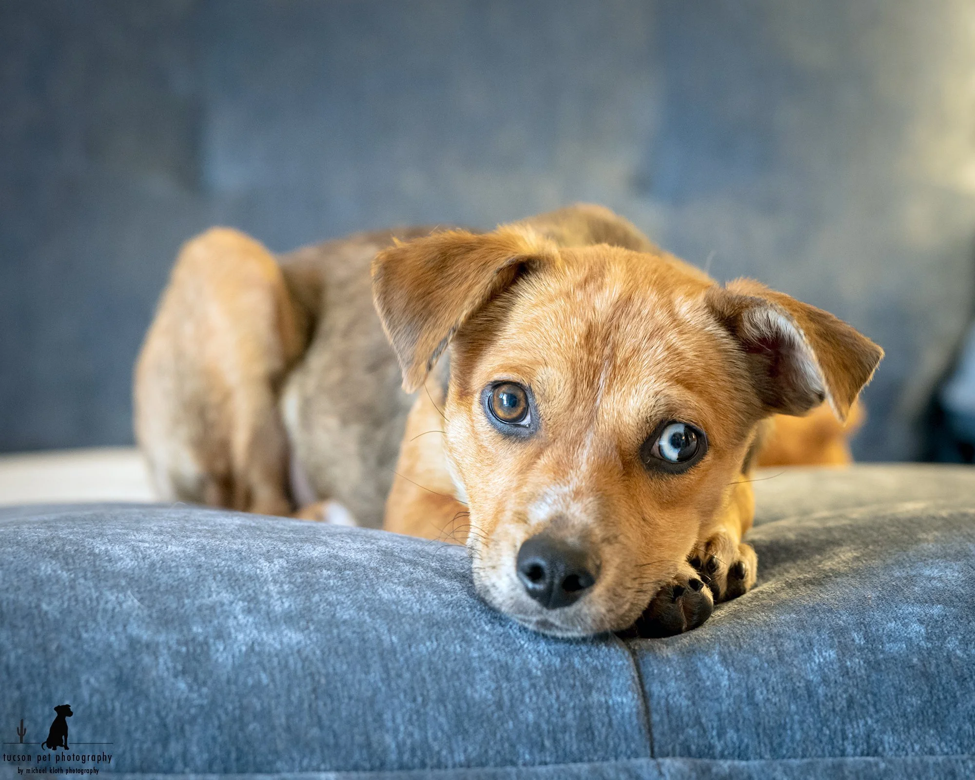 Seven Puppies' Journey from Crisis to Home