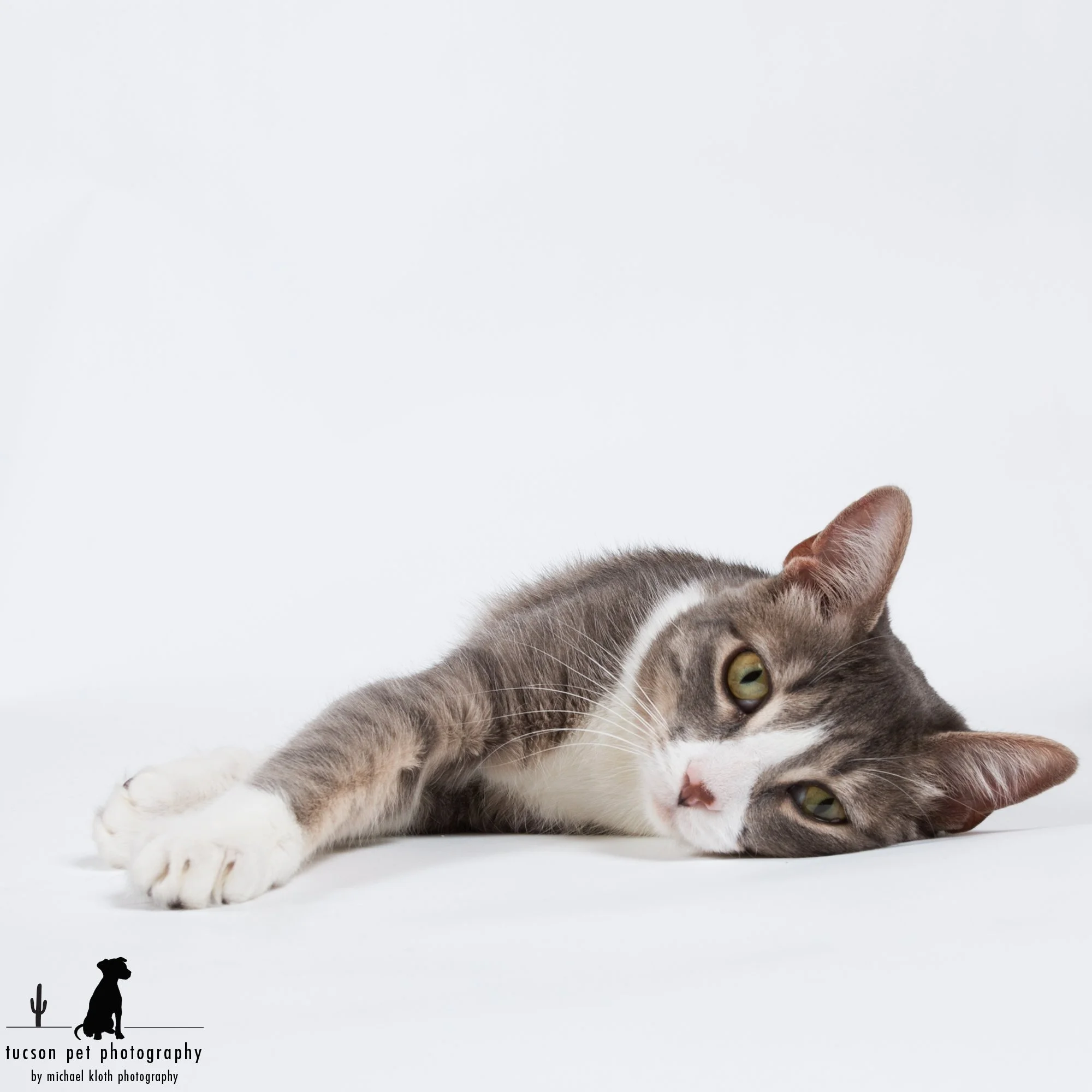 Preparing Your Cat for Their Fine Art Portrait Session