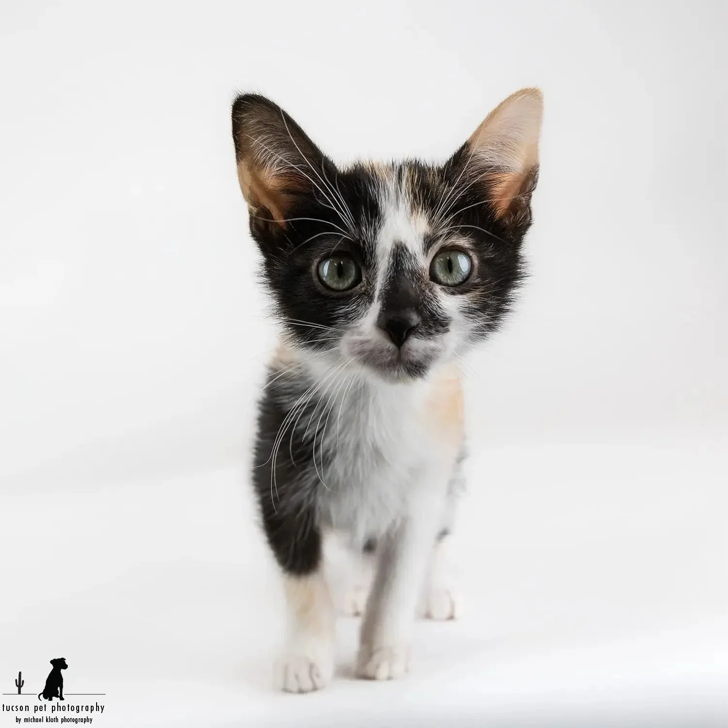 Your Pet Deserves Better Than Blurry: A Love Letter to Professional Pet Photography 