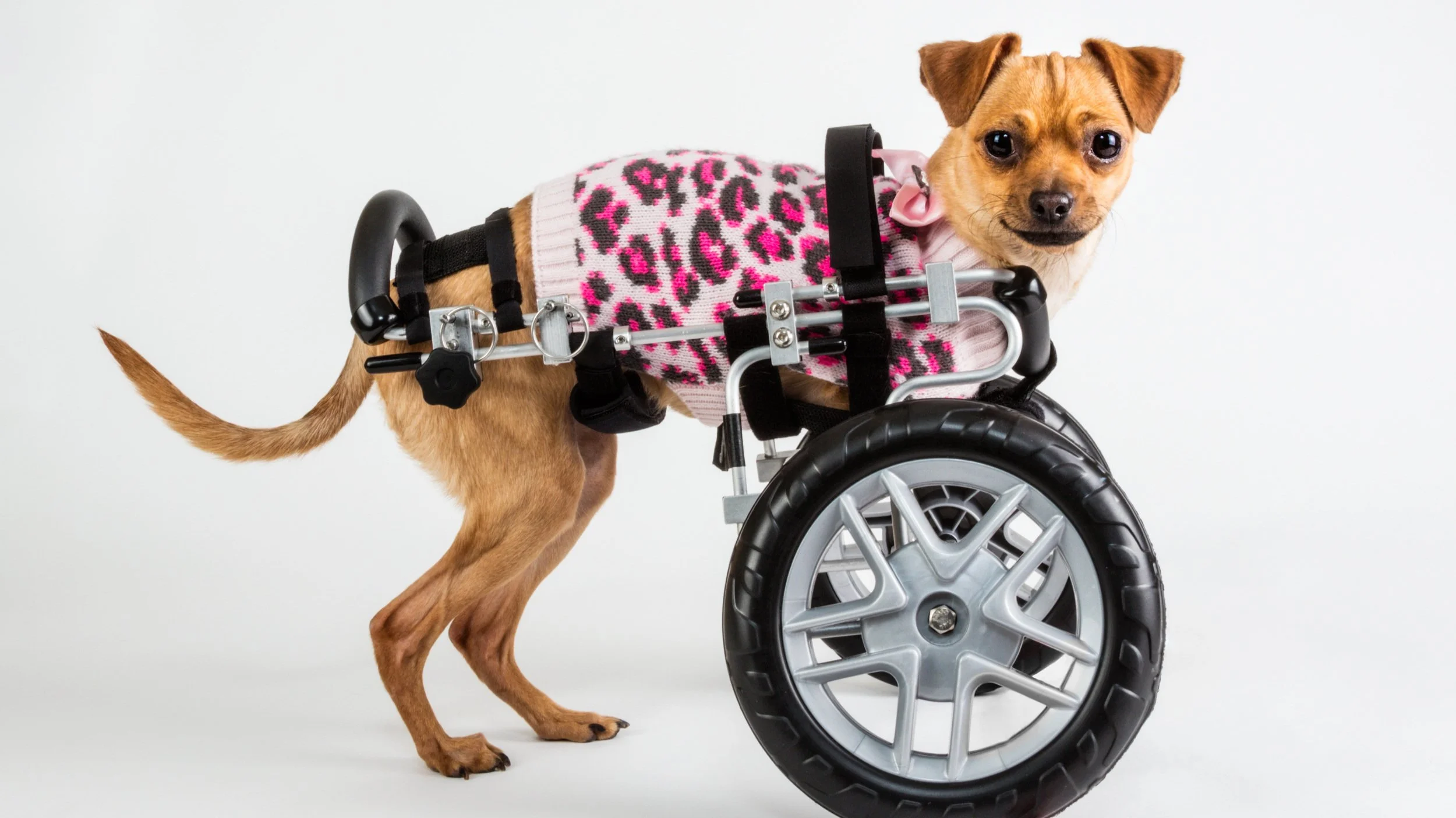 Friends of Pima Animal Care Center