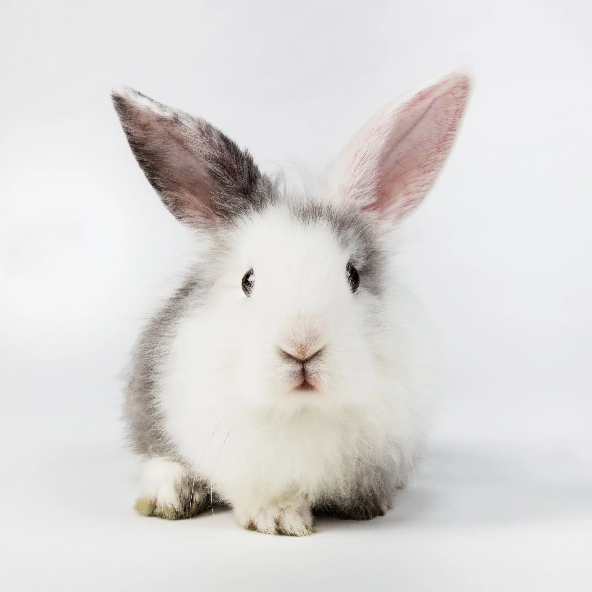 Grey and white rabbit