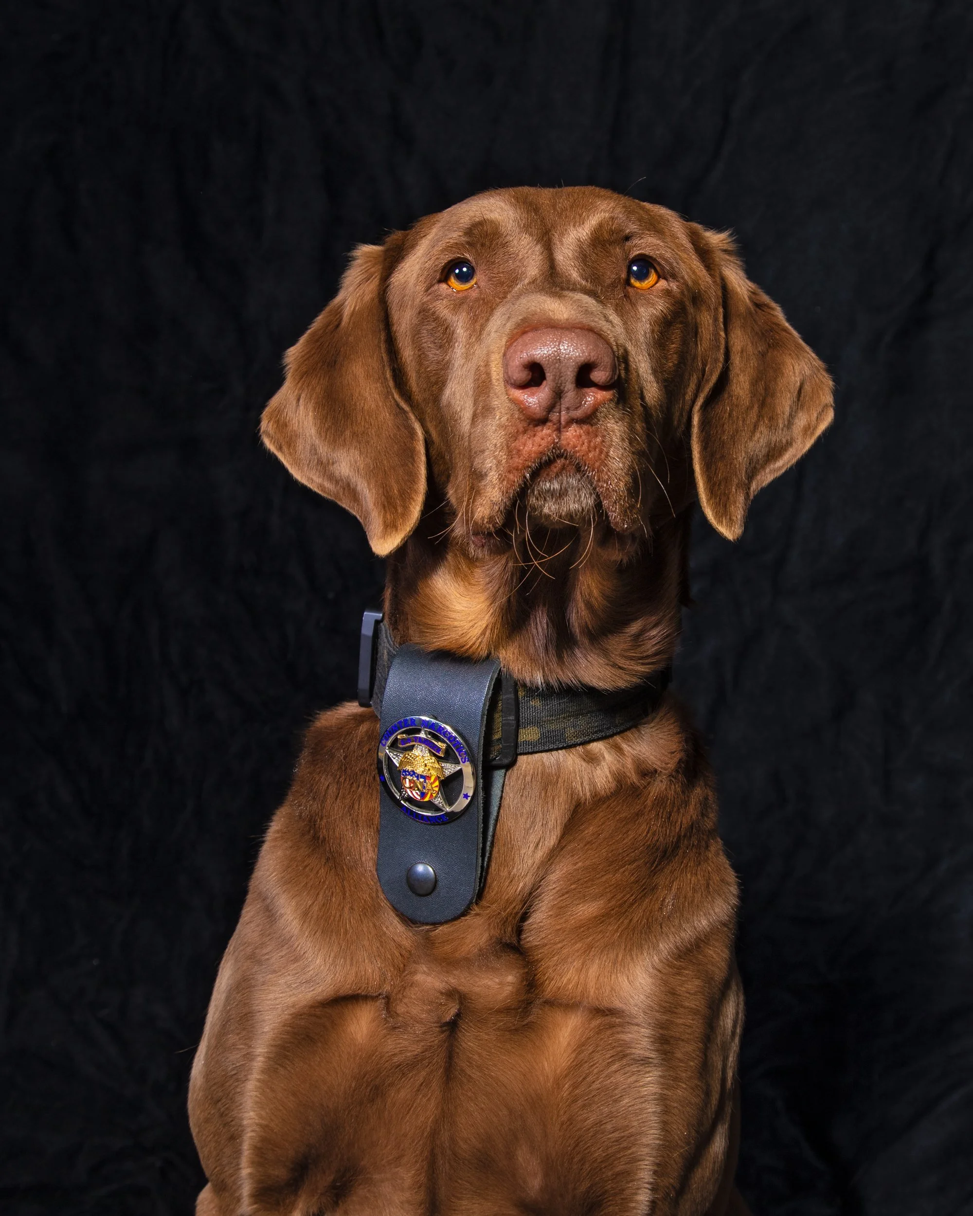 Portrait of a Tucson Police K9 drug detecting dog photographed with a badge with a black background in a mobile studio.
