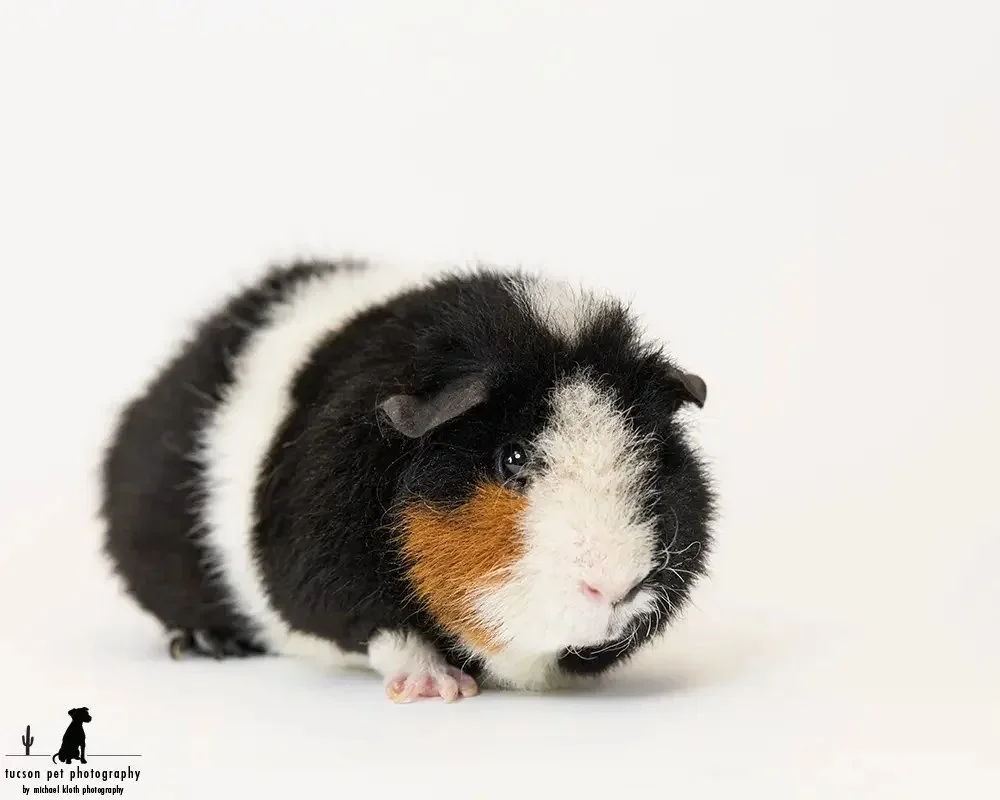 A-studio-portrait-of-an-adoptable-guinea-pig-at-the-Humane-Society-of-Southern-AZ.webp