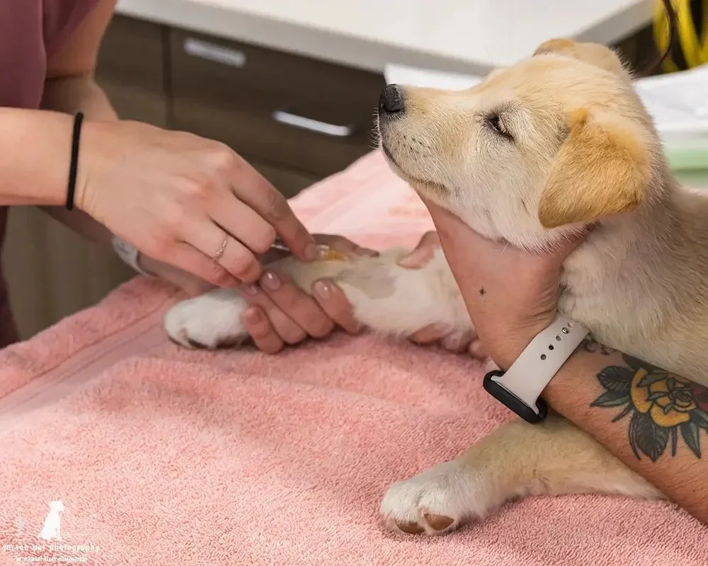 vet-tech-injects-a-sedative-into-a-puppys-leg-pre-operatively-at-hssaz.webp