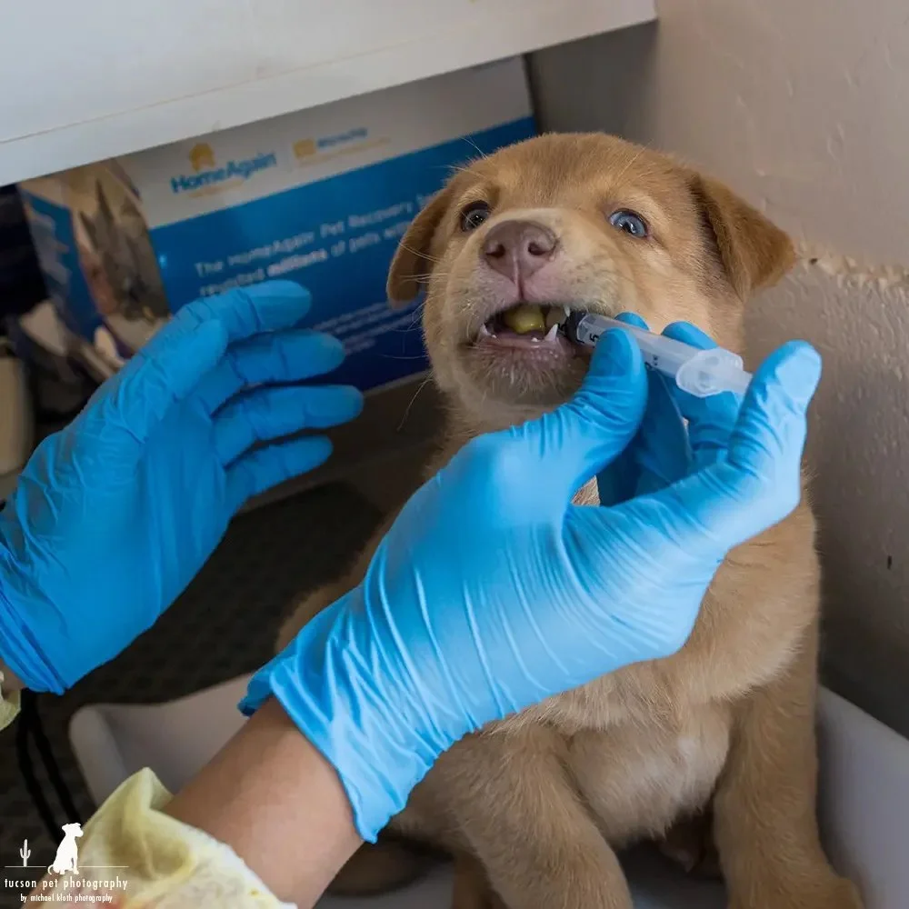 vet-tech-treats-puppy-with-medicine-in-hssaz-foster-clinic.webp