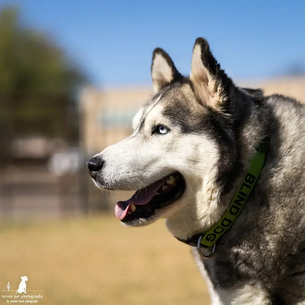 a-blind-dog-gets-some-exercise-at-hssaz.webp