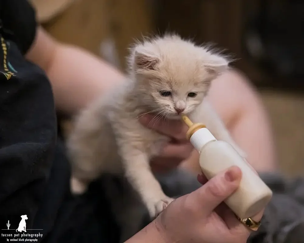 a-foster-tries-to-bottle-feed-a-young-kitten.webp