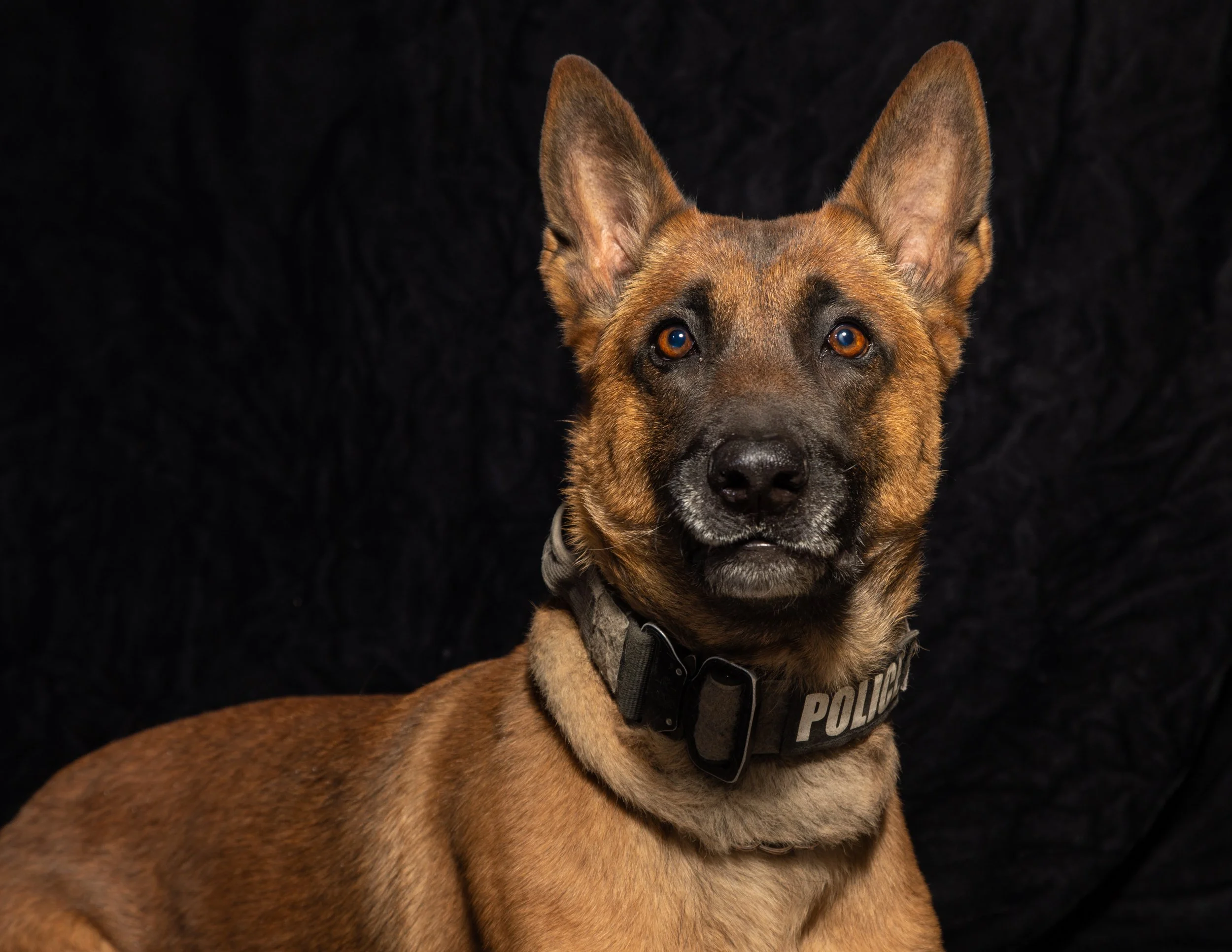 Tucson Police Department K-9 Unit