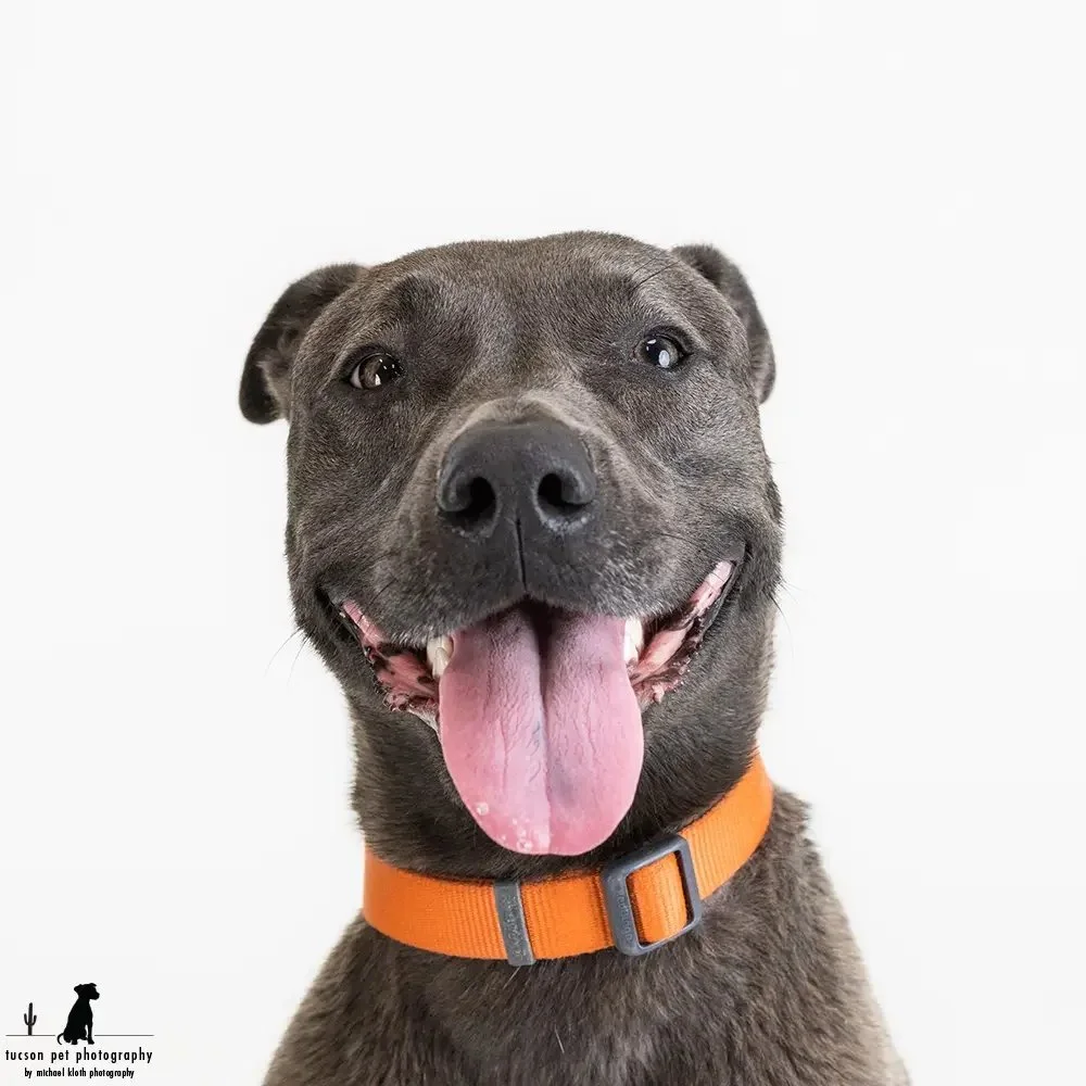 a-pit-bull-smiles-for-her-studio-portrait-at-hssaz.webp