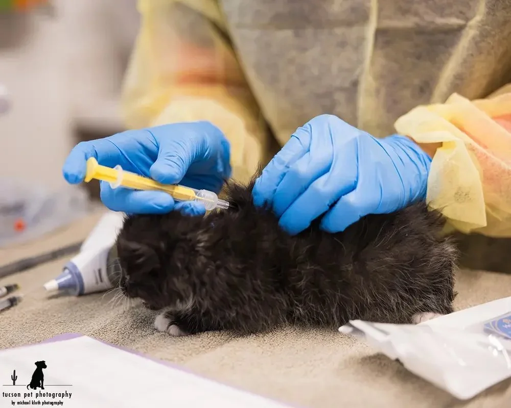 a-kitten-gets-microchipped-at-hssaz.webp