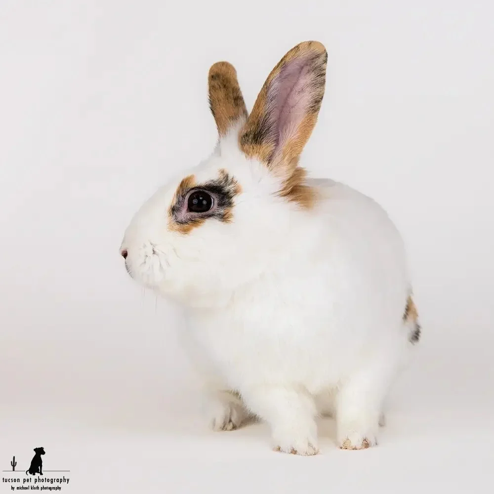 a-rabbit-poses-for-a-studio-portrait-at-hssaz.webp