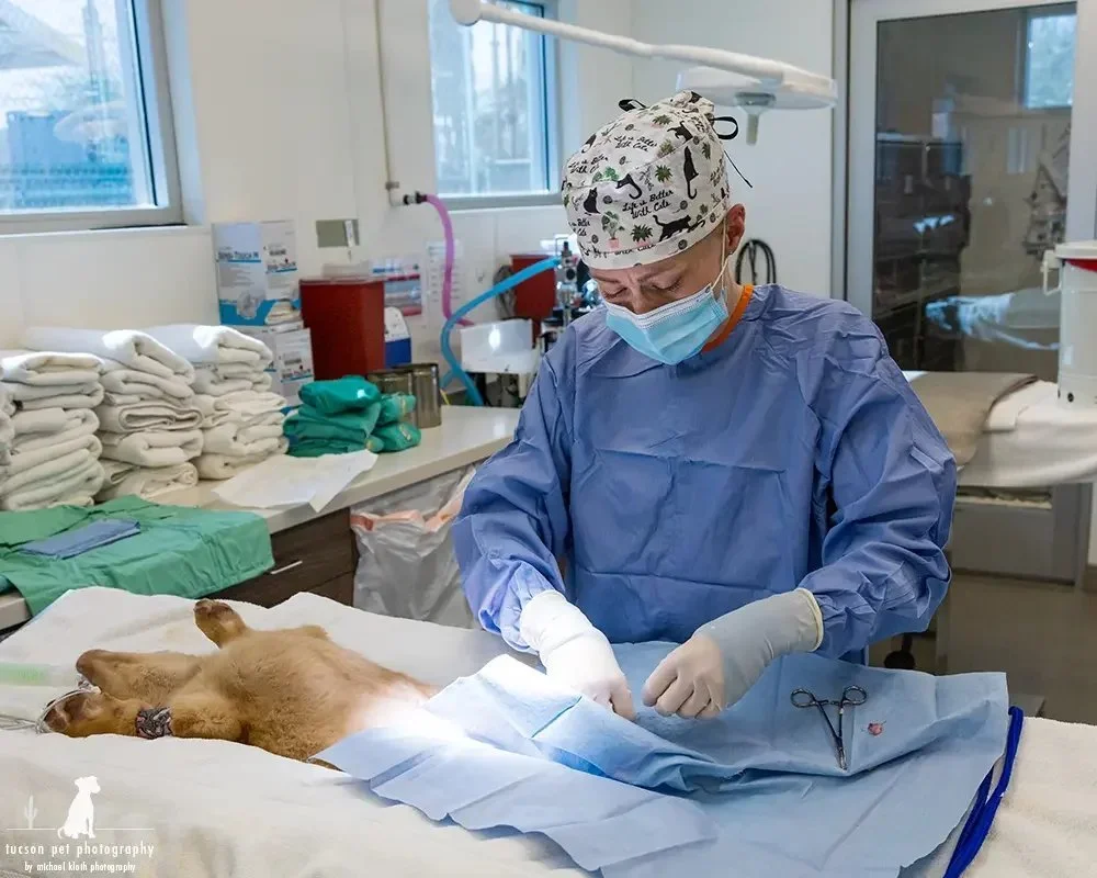 a-veteranarian-performing-a neuter-surgery-on-a-young-puppy-at-the-HSSAZ.webp