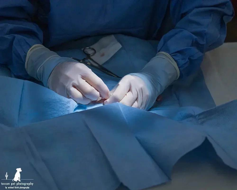 veteranarian-performing-a neuter-surgery-on-a-young-puppy-at-the-HSSAZ.webp