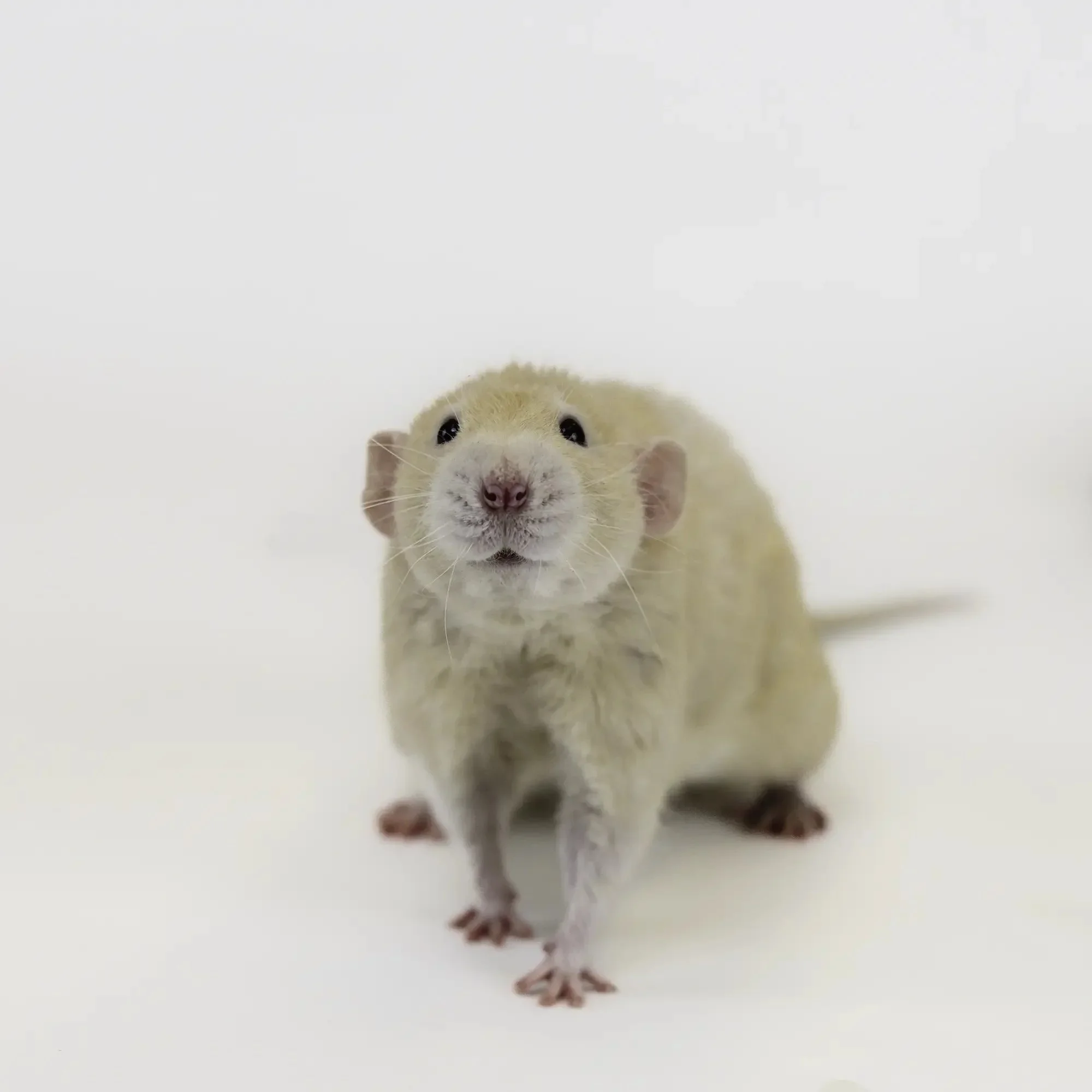 Humane Society of Southern Arizona