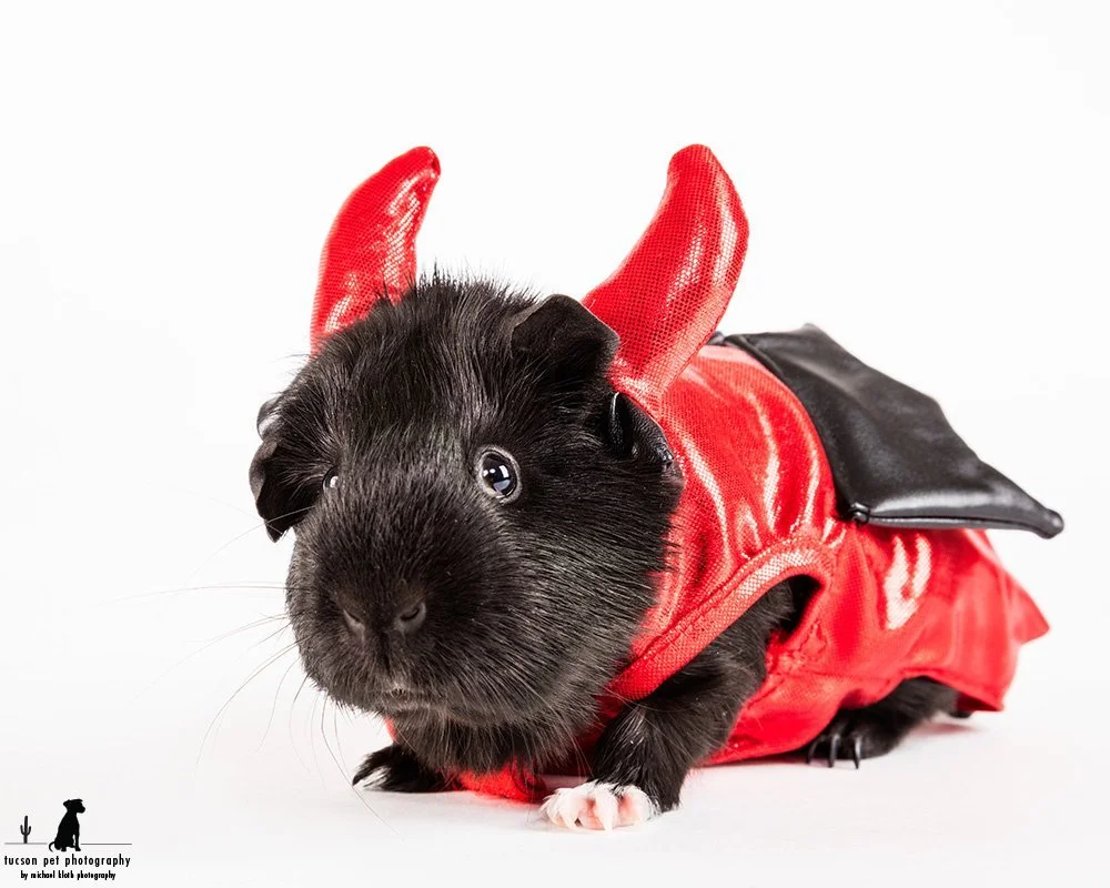 A black guinea pig dressed in a red devil costume with horns and bat wings.