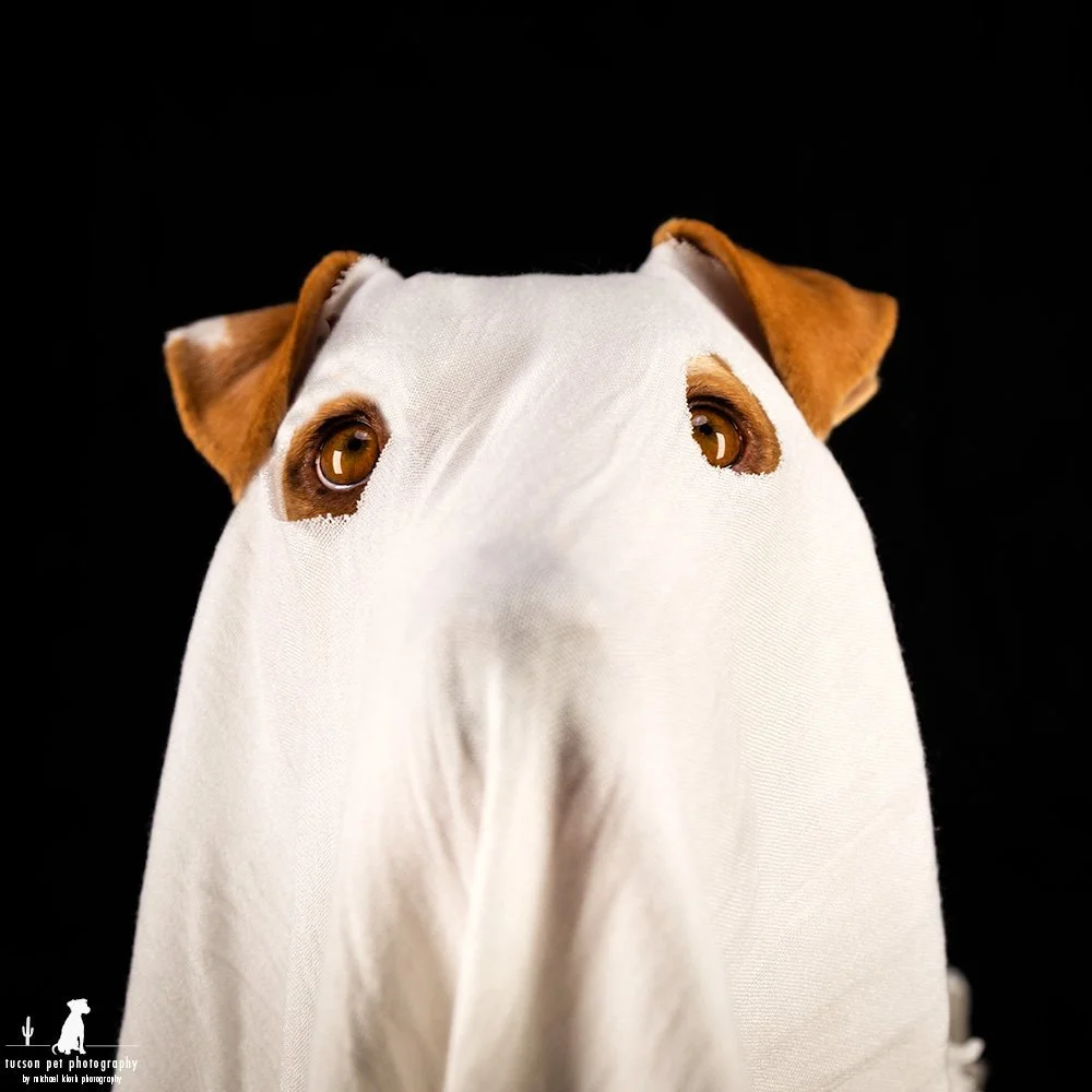 A dog wearing a white cloth covering its face against a black background.