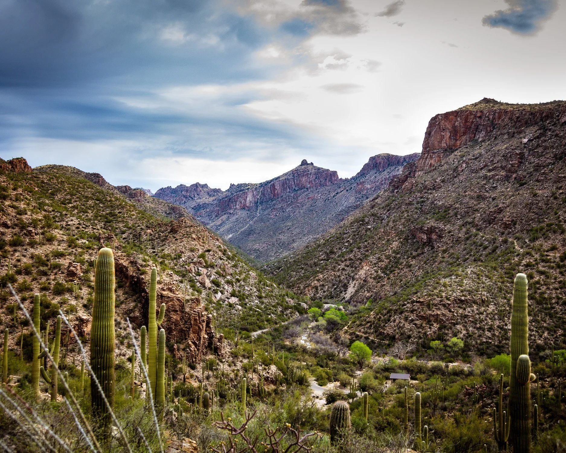 Desert landscape with tall cacti, rugged mountains, and cloudy sky.