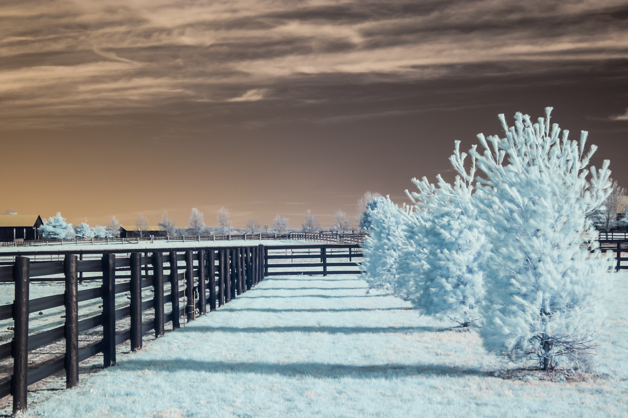 An infared photograph of a Lexington, Kentucky horse farm with a black wooden fence, pine and other trees in the background, with a scattered cloudy sky.