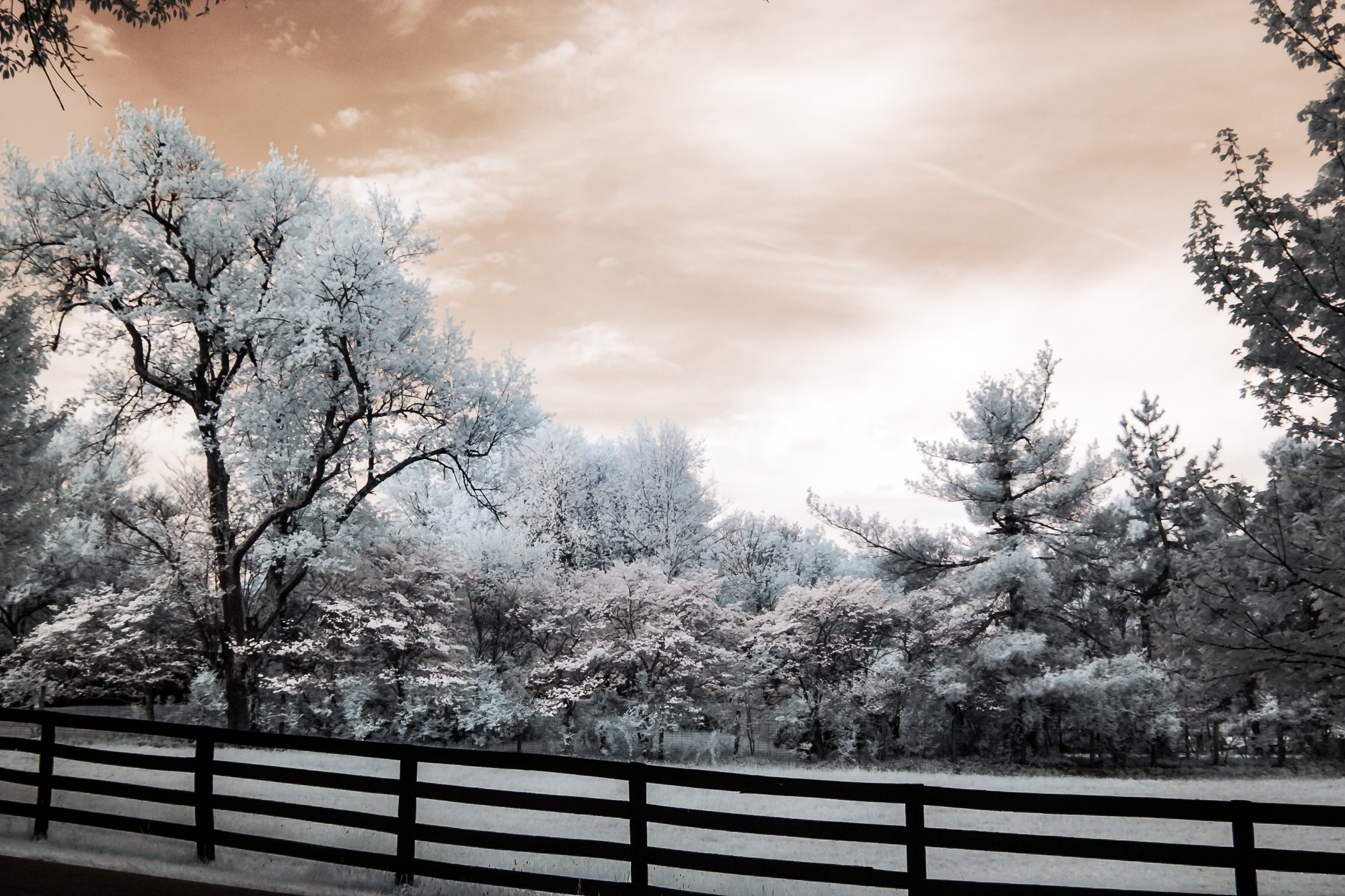 An infrared photograph of a horse farm outside of Lexington, Kentucky withtrees and fence under a cloudy Spring sky.