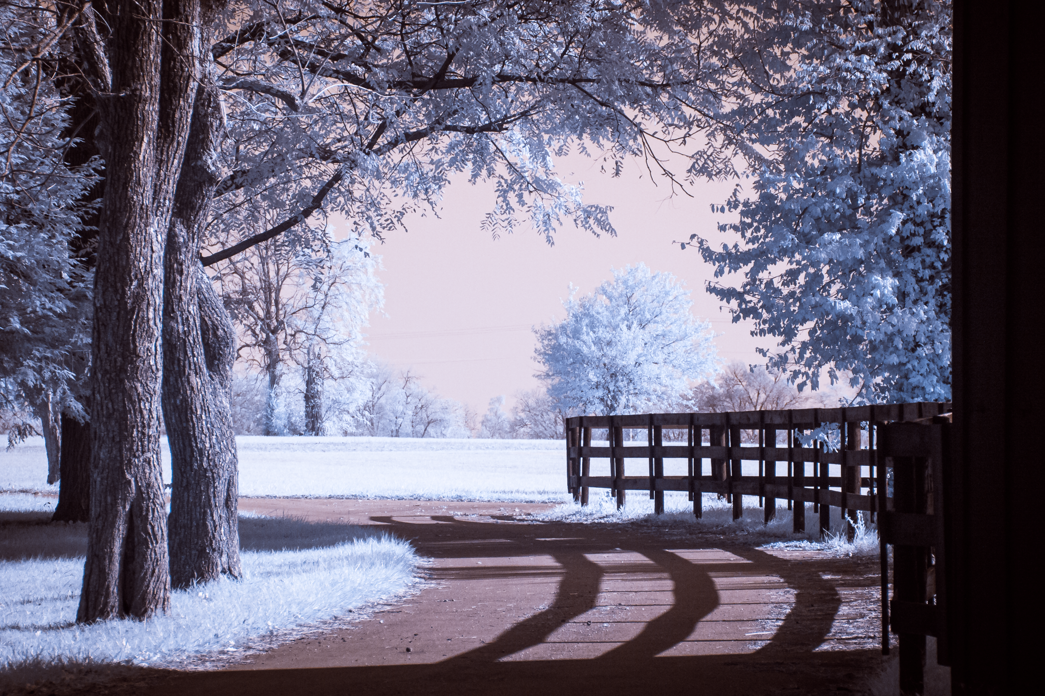 Snow-covered landscape with large trees, a dirt path, and a wooden fence, viewed from inside a building or shelter.