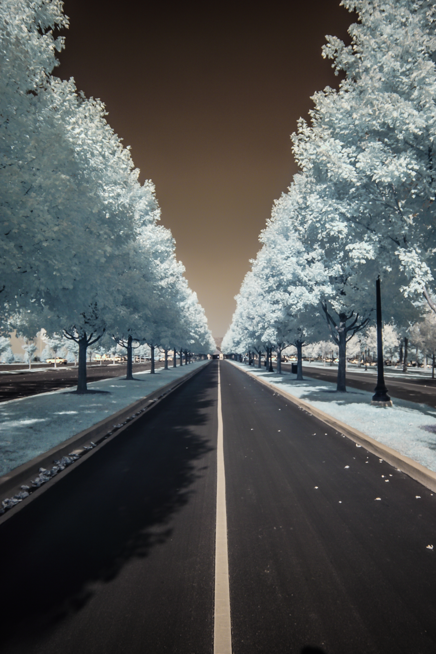 A road lined with trees covered in snow, with lampposts along the sidewalk, under a dark sky.