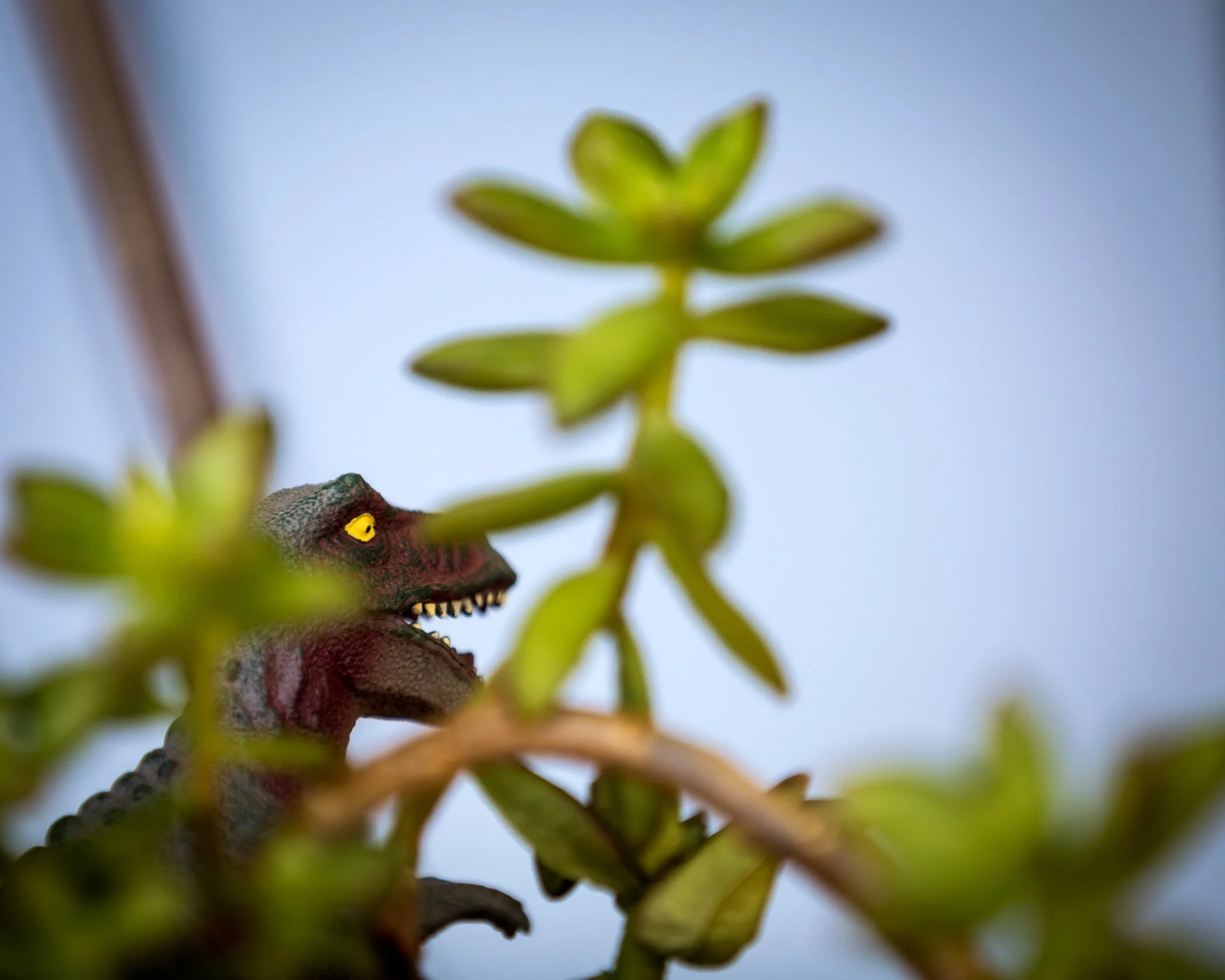 Grey-brown T-Rex peering through succulent stems against blue sky