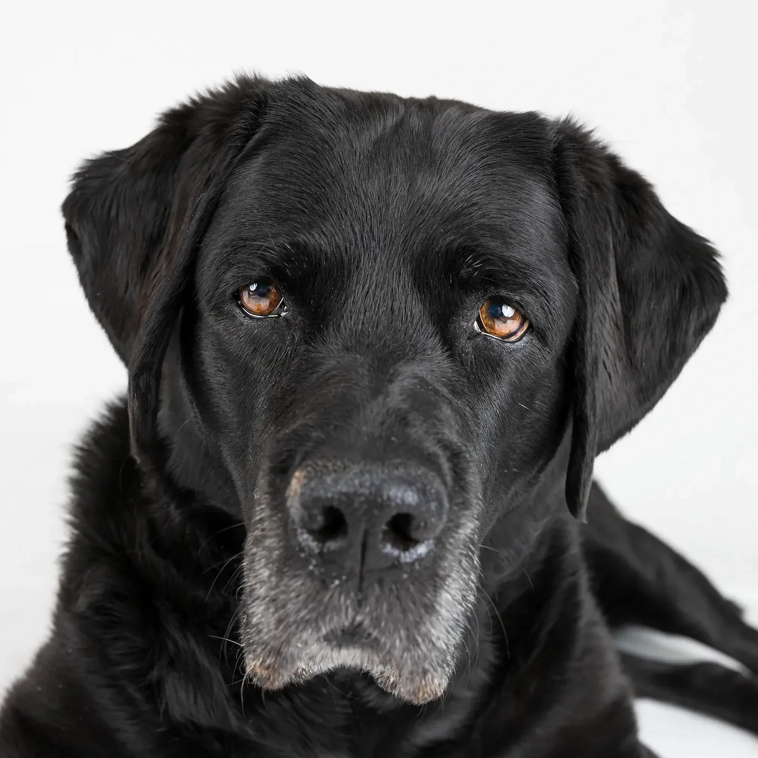  Close-up studio portrait of a senior Black Labrador with a graying muzzle and expressive brown eyes. 