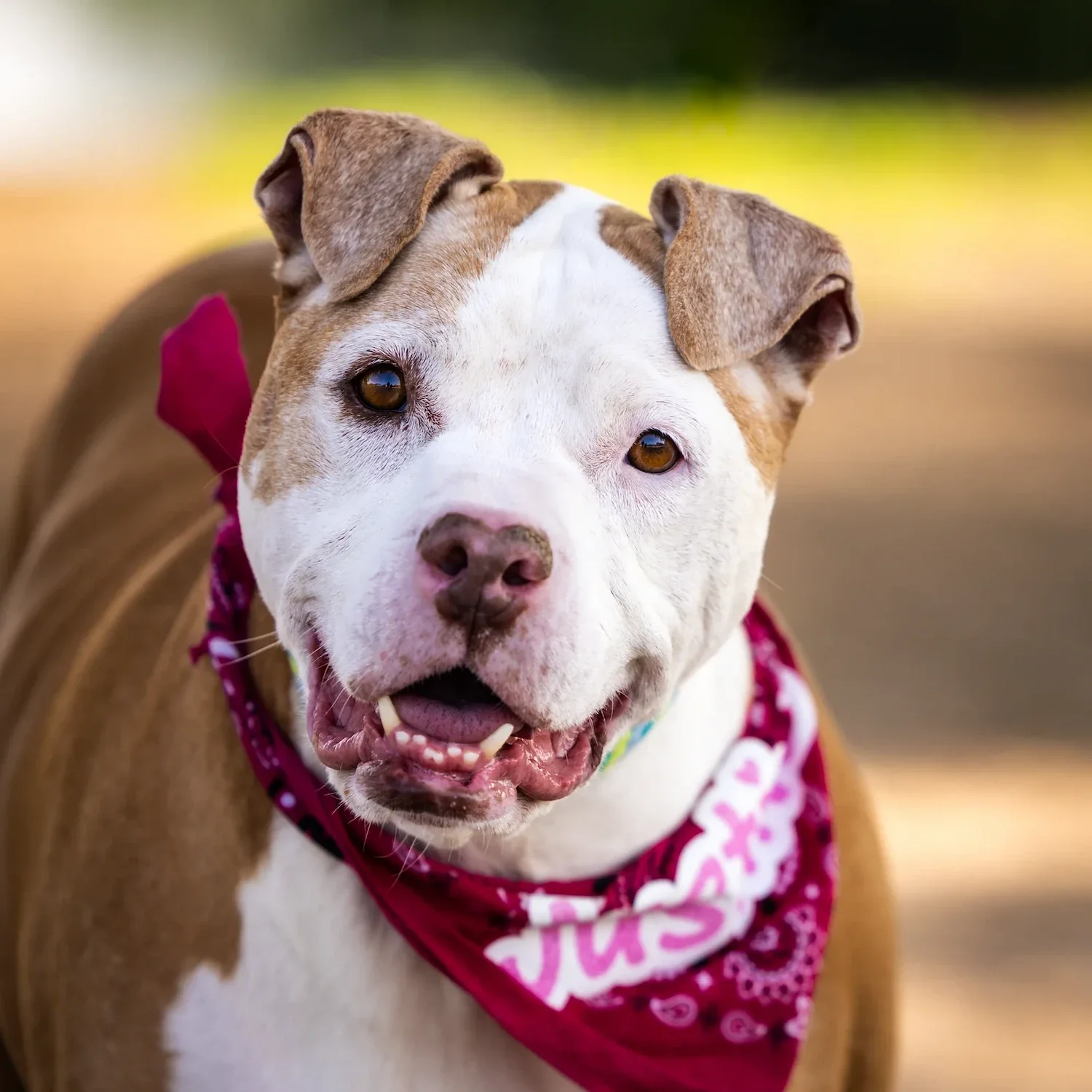 The happiest Pibble smile at Christopher Columbus Park.