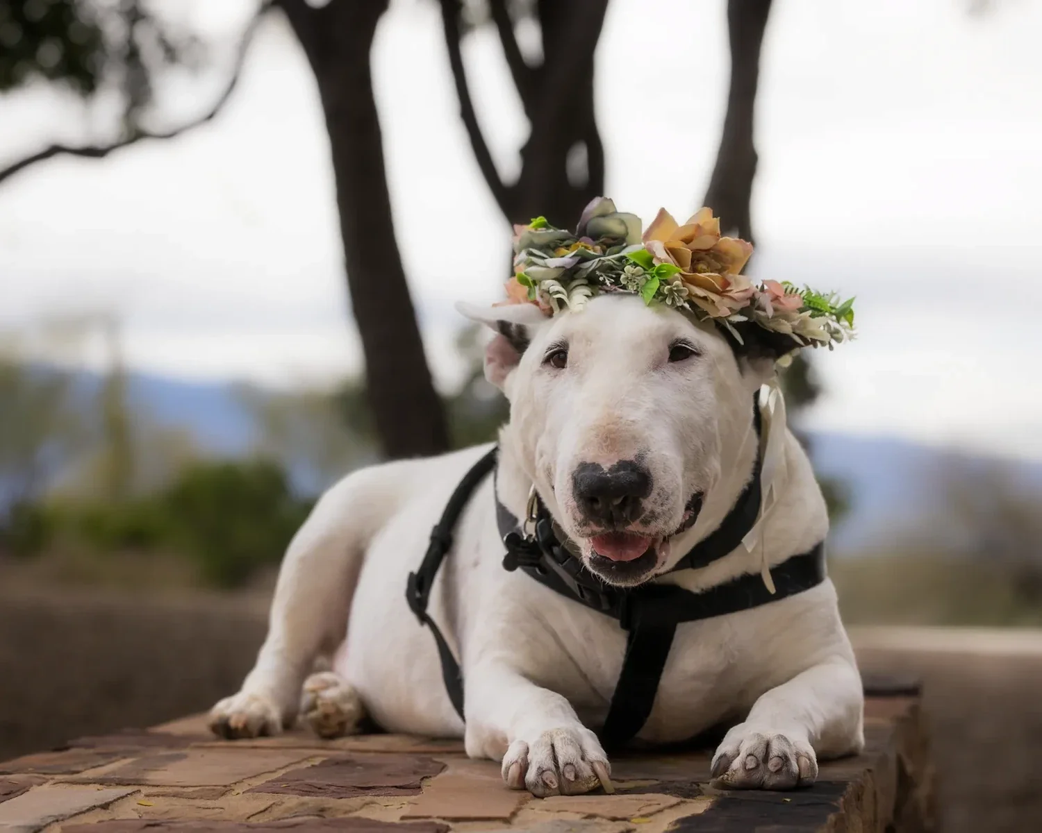  A senior white American Bull Terrier wearing a floral crown lying down during an outdoor portrait session in Tucson. 