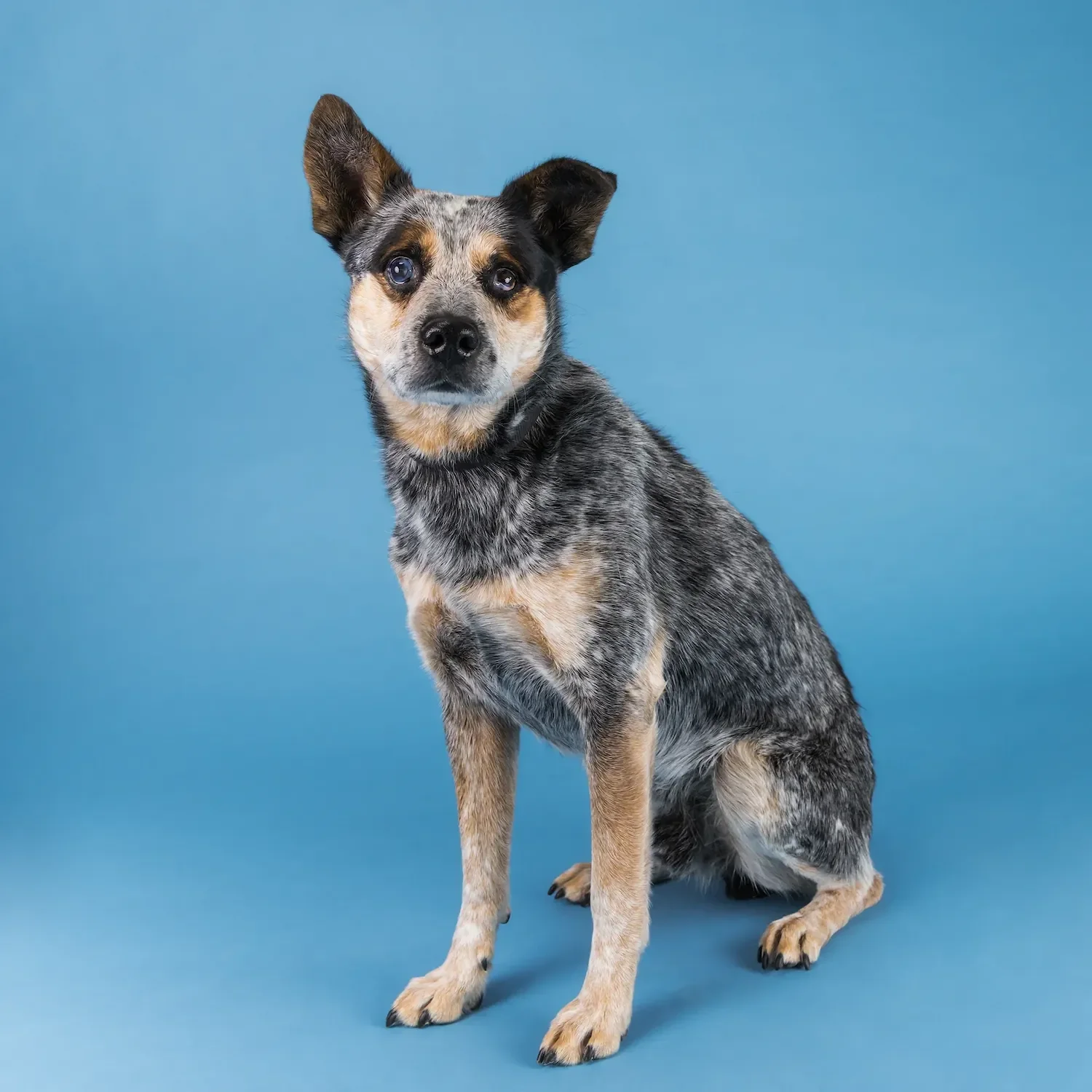  A senior Australian Cattle Dog named Hank sitting for a professional mobile studio portrait on a vibrant blue background at Pima Animal Care Center (PACC). 