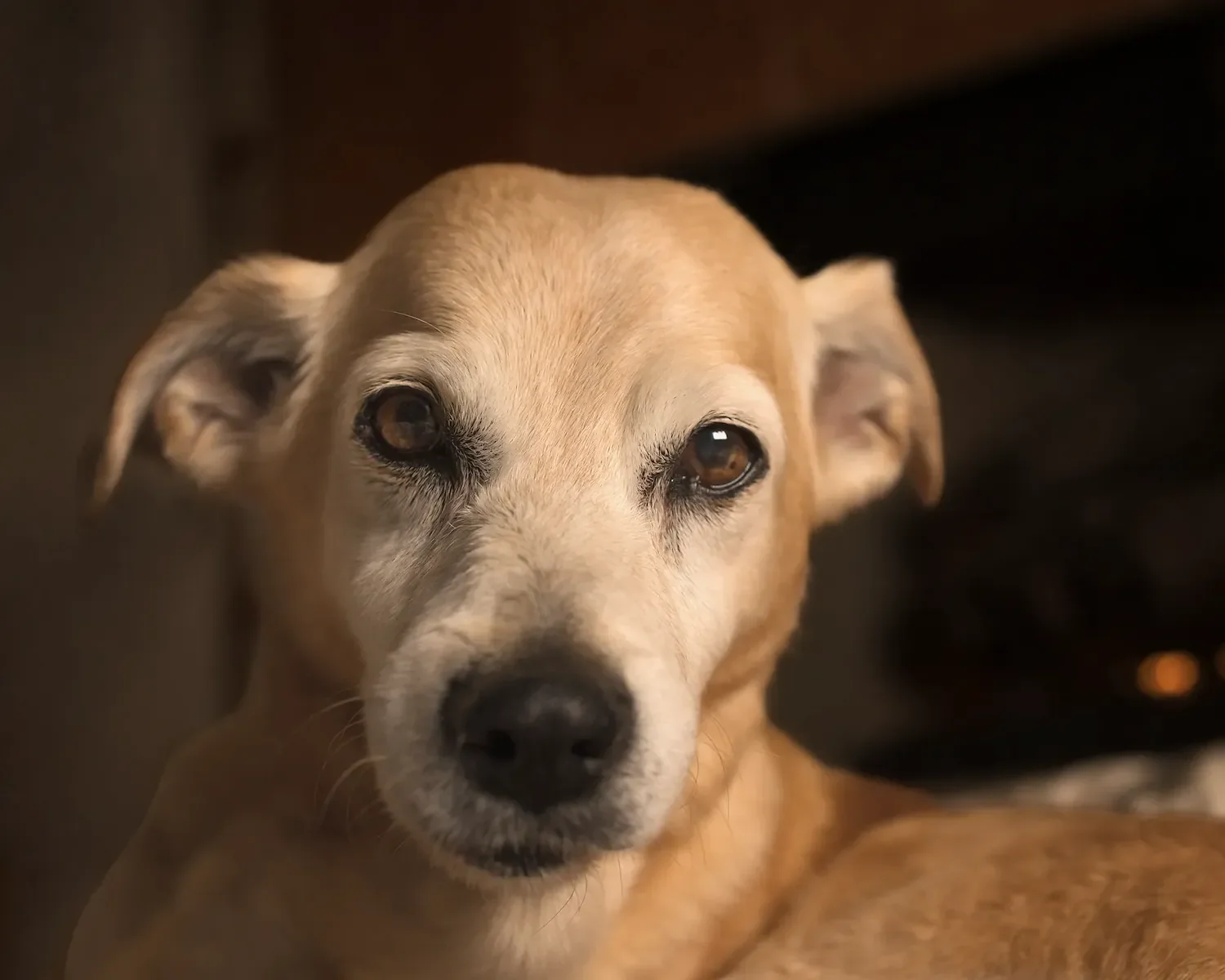  Soulful close-up portrait of a senior dog named Charlie highlighting peaceful, aged features. 