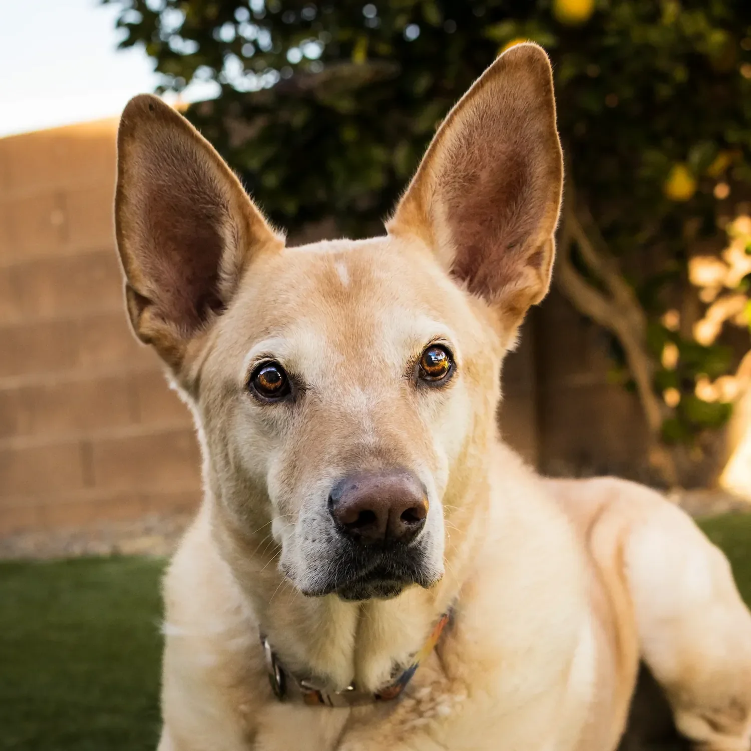  A senior tan dog with large upright ears relaxing in a sunny Marana backyard during a lifestyle pet photography session. 