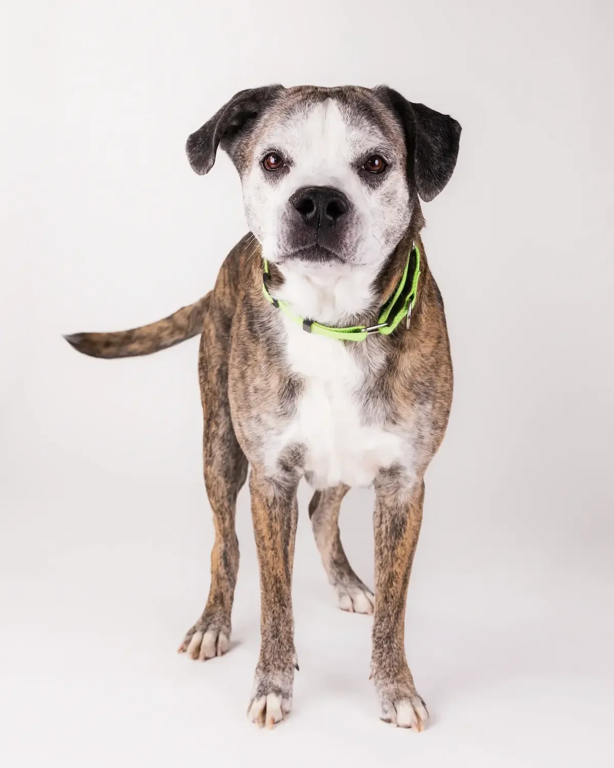  Brindle and white senior dog named JR wearing a bright green collar during a professional studio headshot session at PACC in Tucson. 