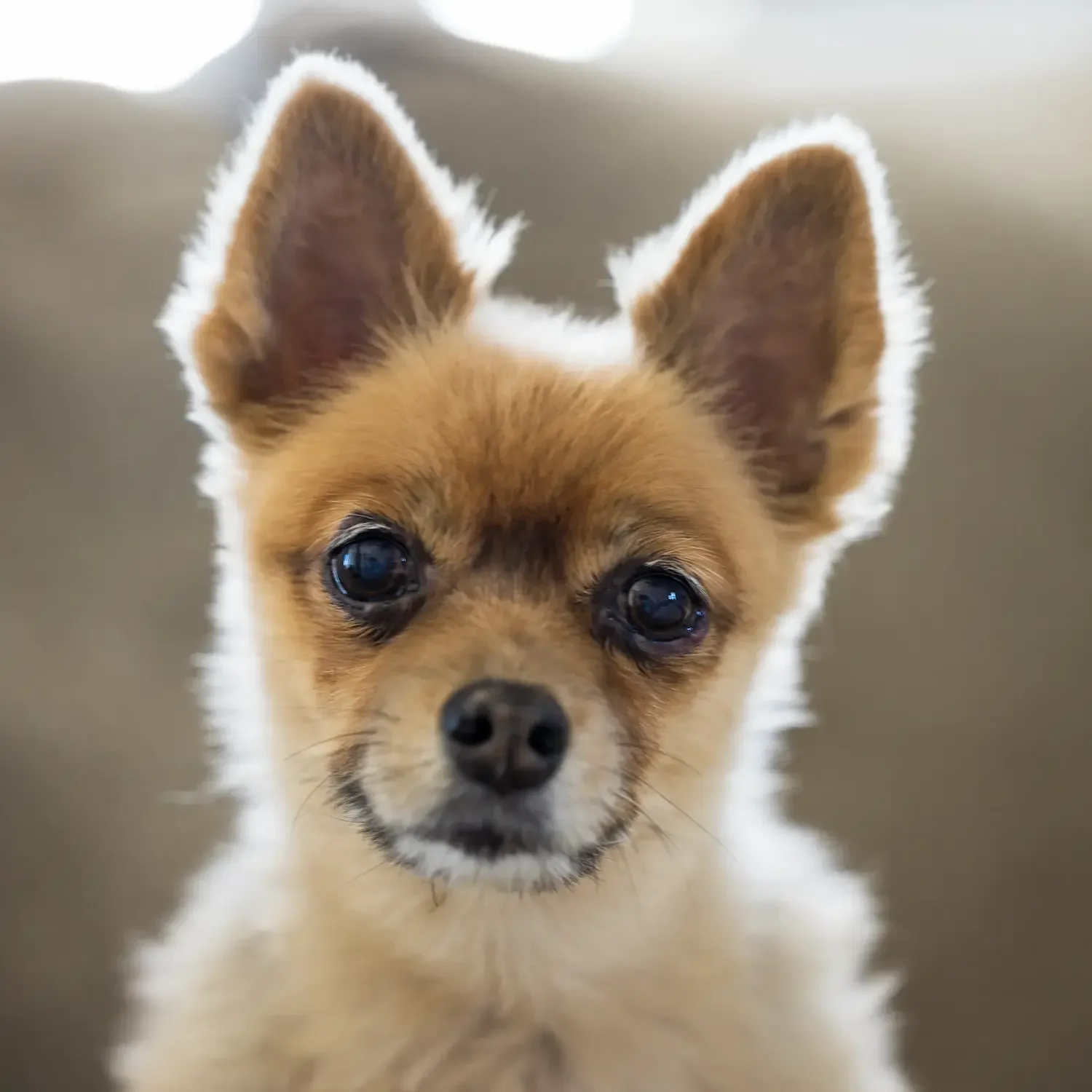  Close-up tribute portrait of a senior Pomeranian mix named Mocha with soft golden fur and bright eyes. 