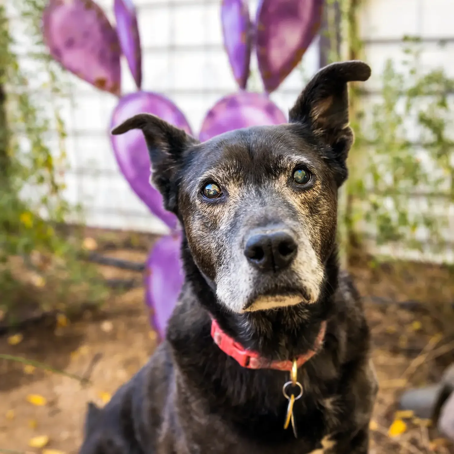 A senior black dog with a gray face sitting in a historic Sam Hughes neighborhood yard in Tucson. 