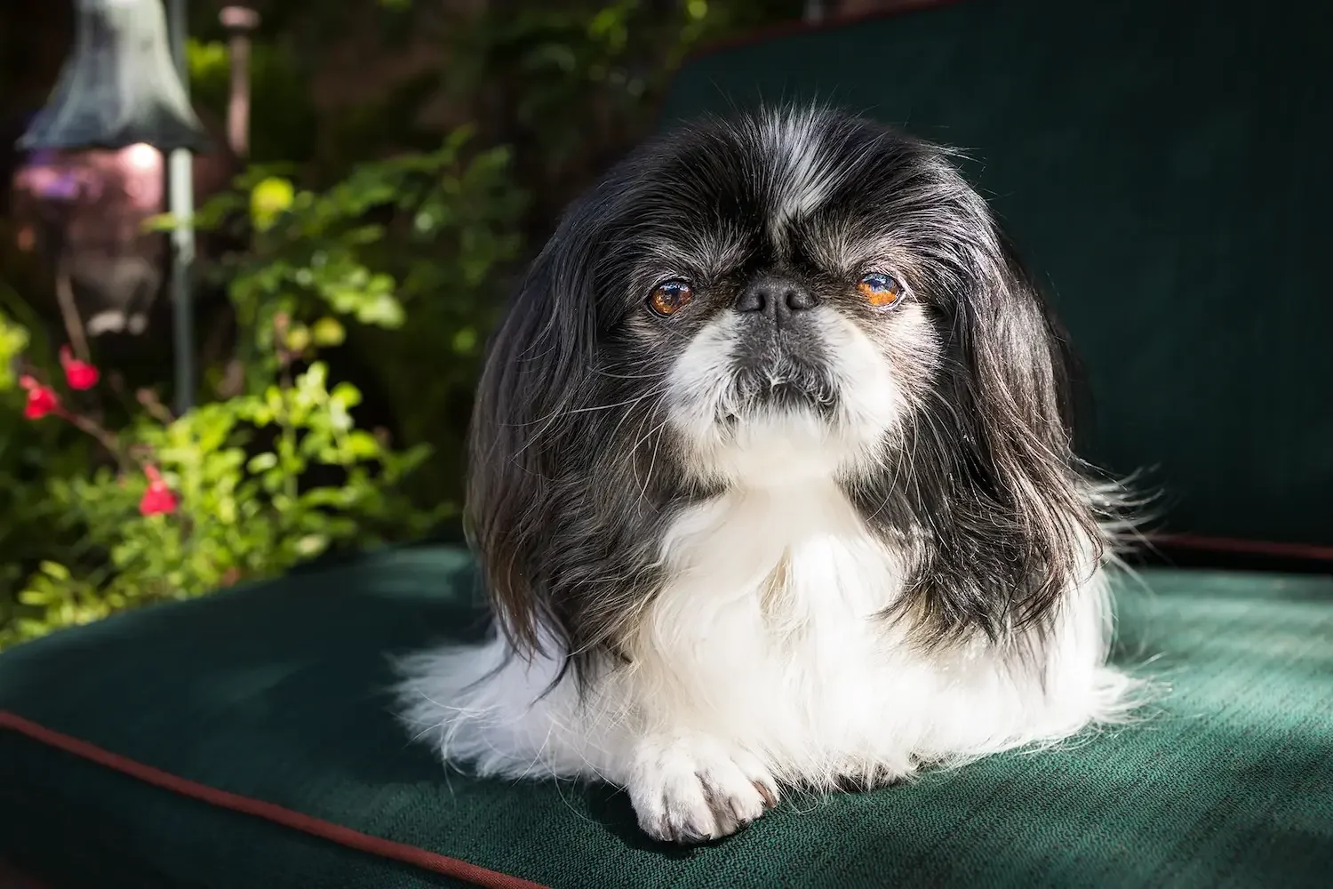  A senior black and white Japanese Chin mix named Saki relaxing outdoors on a green cushion in a sunny garden setting. 