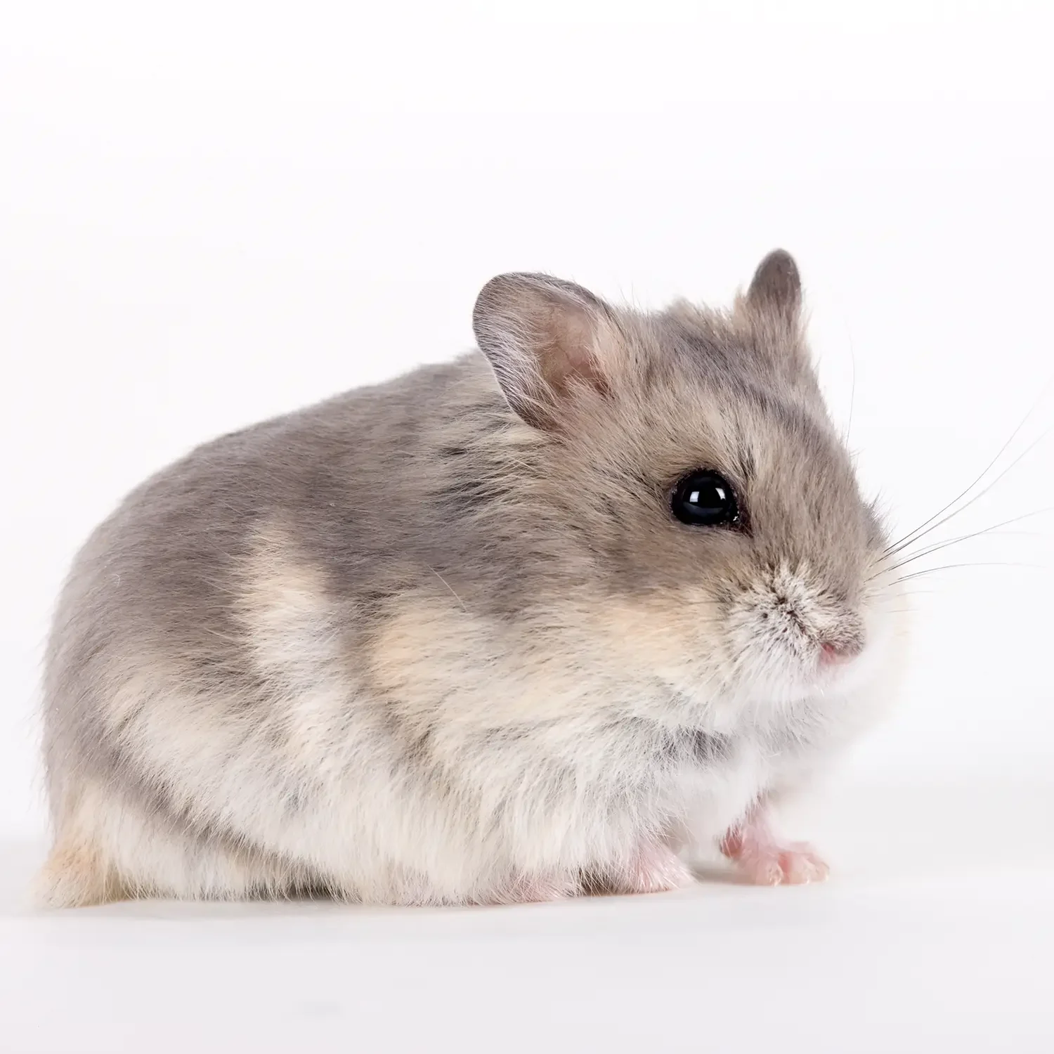 gray-tan-white-hamster-portrait.webp