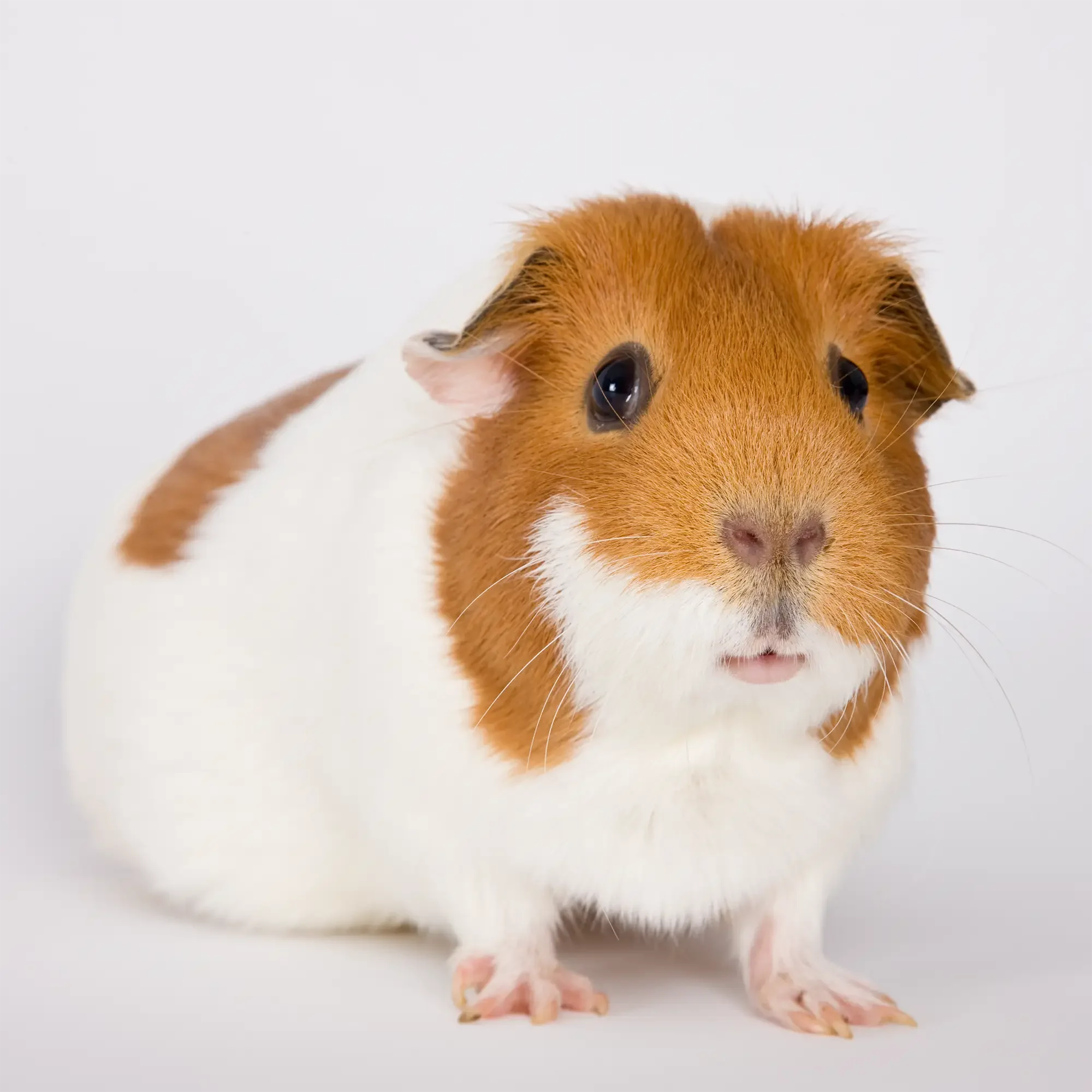 Brown and white Guinea pig