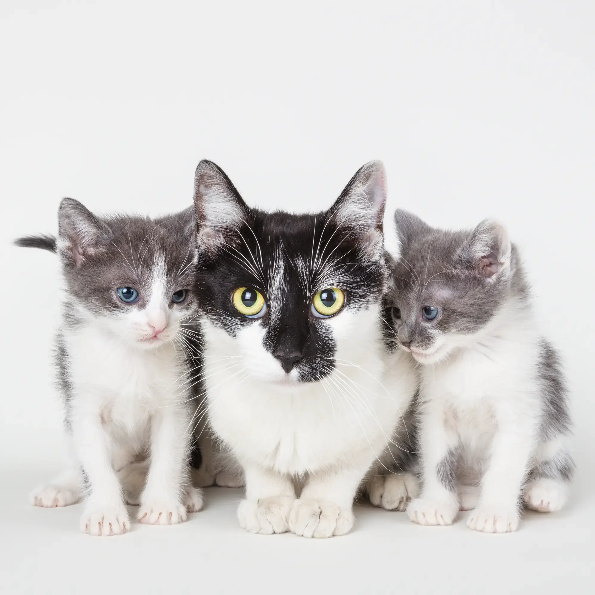 Fine Art Pet Portrait Created at Pima Animal Care Center