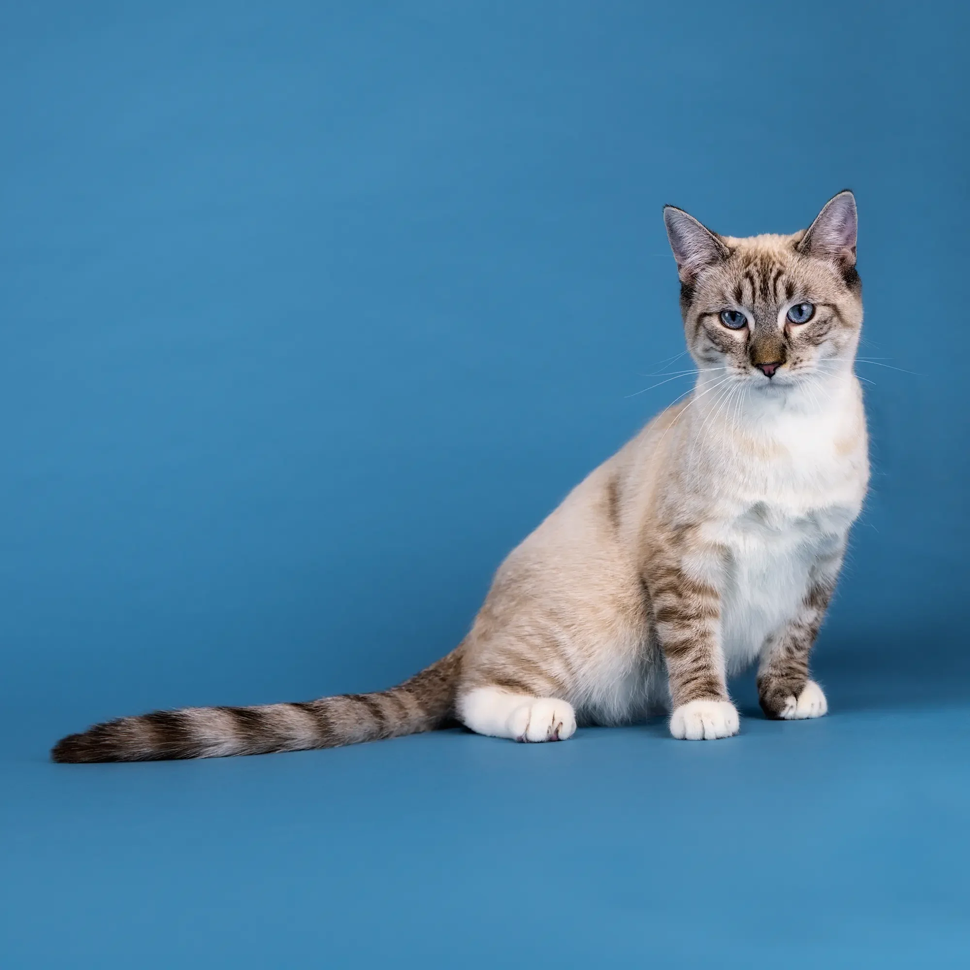 siamese-cat-blue-mobile-studio.webp