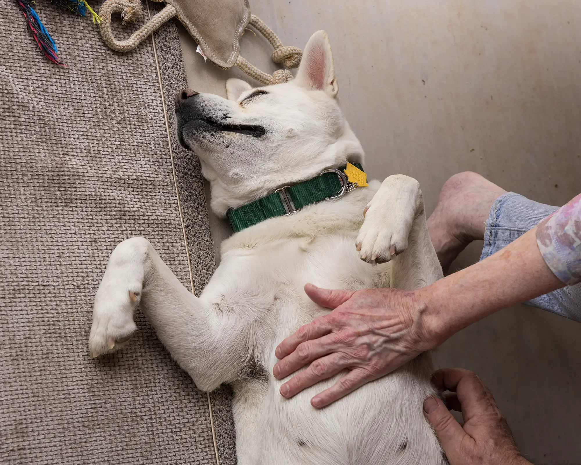 Angel-accepts-belly-rubs.webp