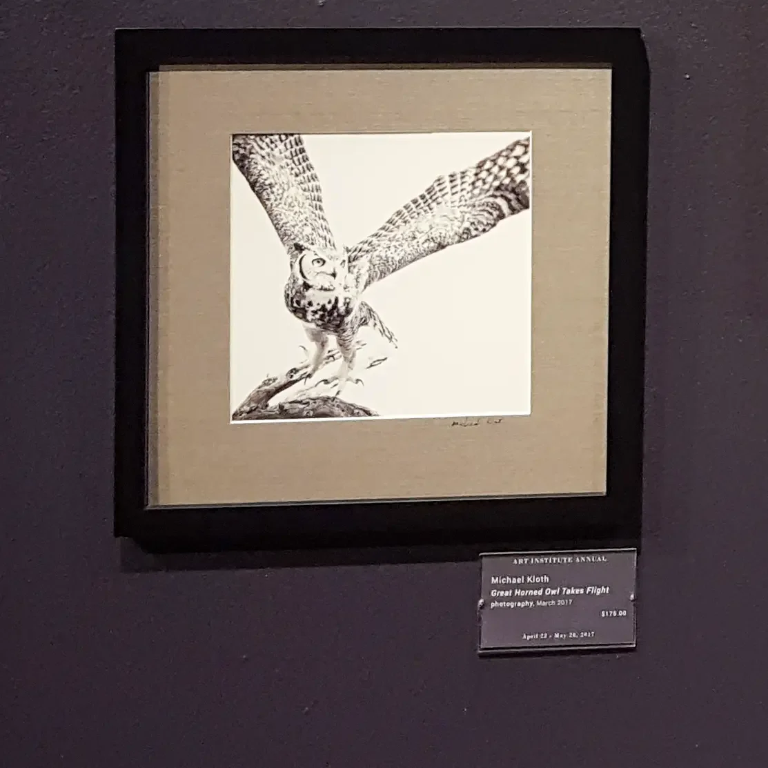 Desert_Museum-Great-Horned-Owl.webp